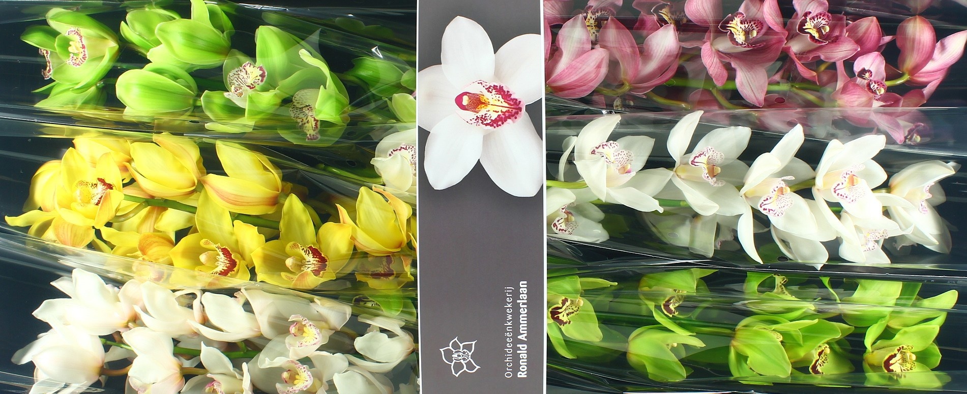Cymbidium Asst 13bl