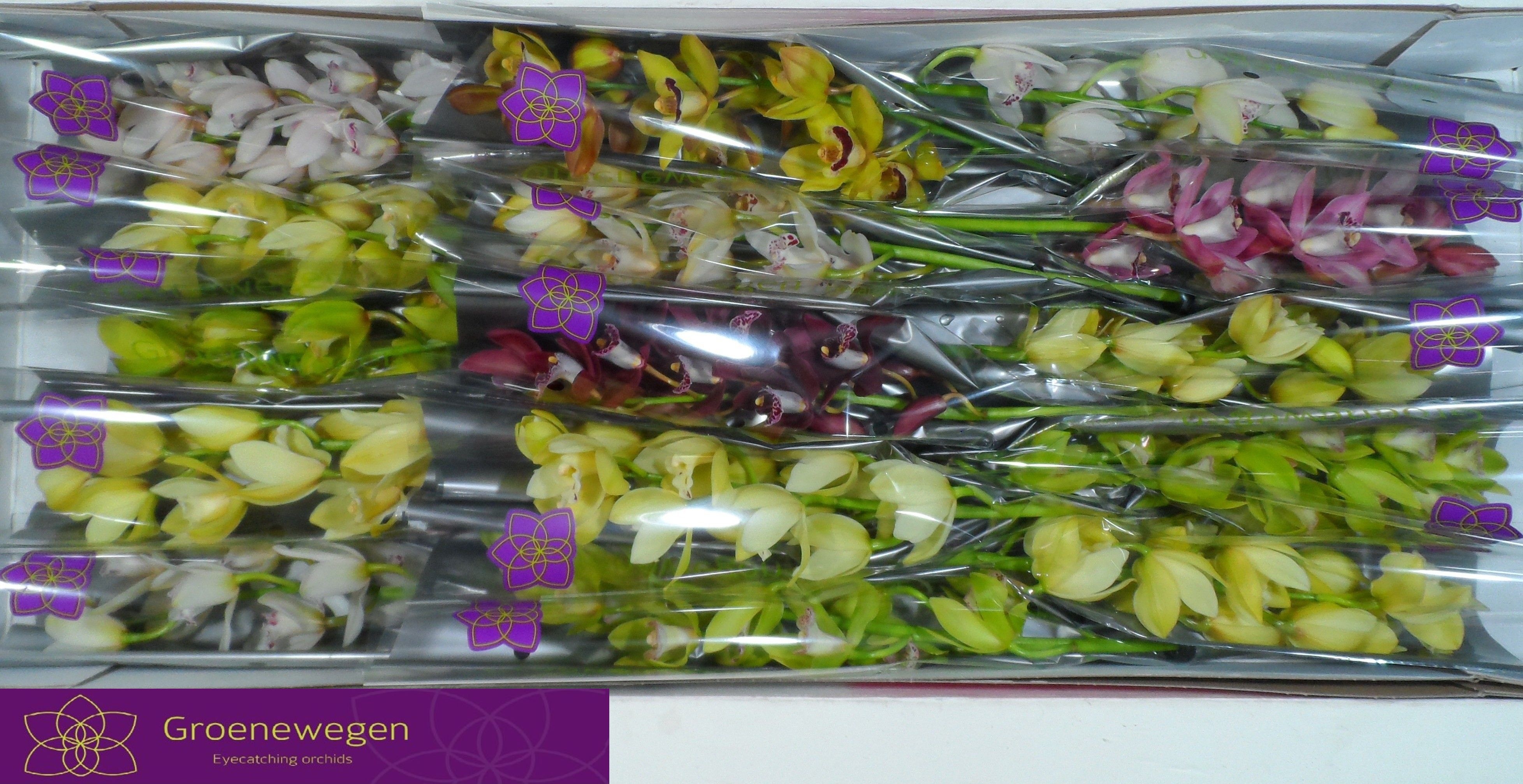 Cymbidium Asst Mini 50cm