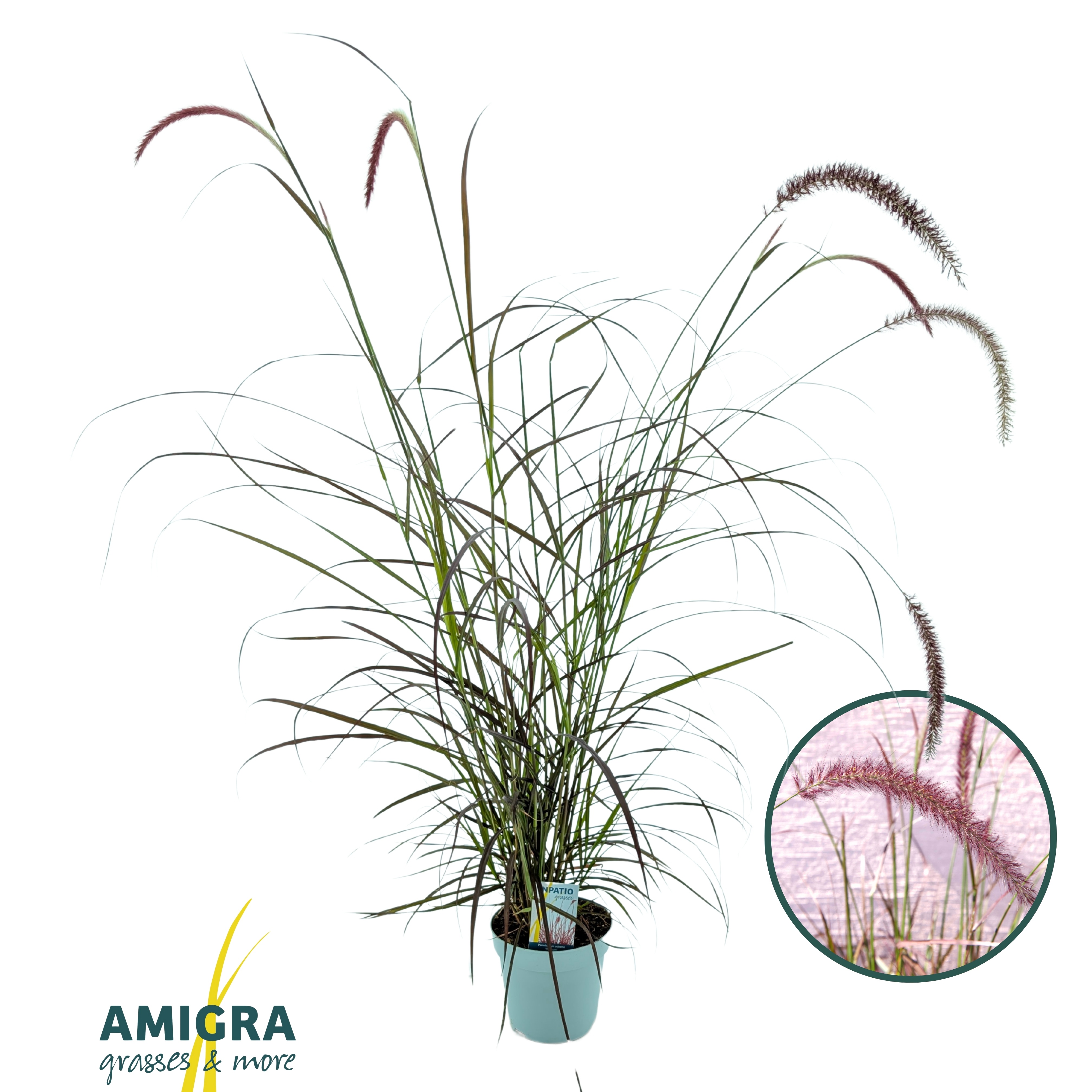 Picture of Pennisetum advena'Rubrum'