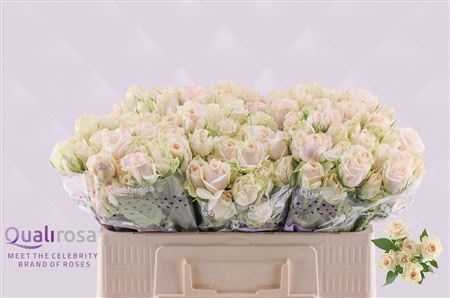 Rosa Spr Super Bubbles 50cm