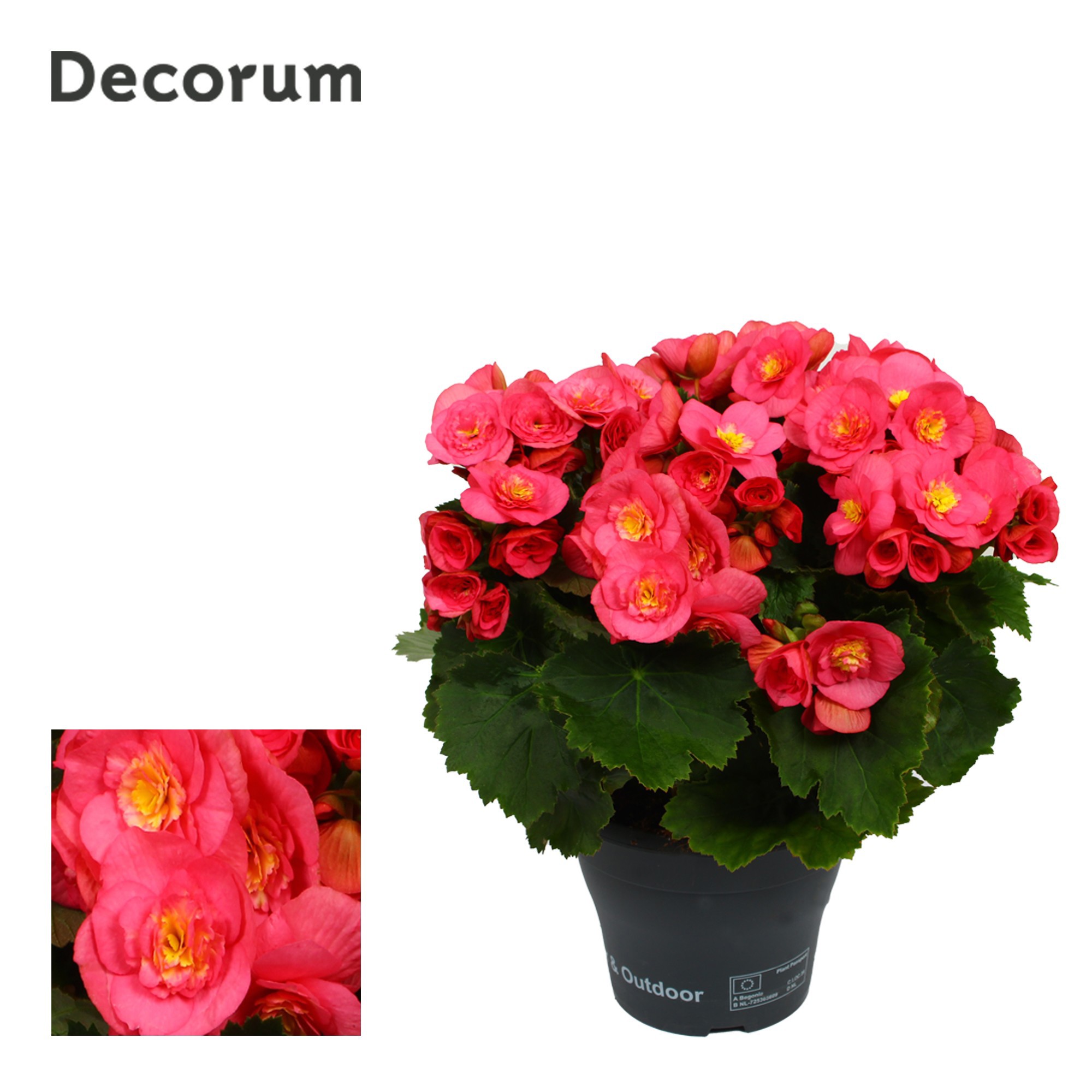 Begonia BELOVE Rose Decorum