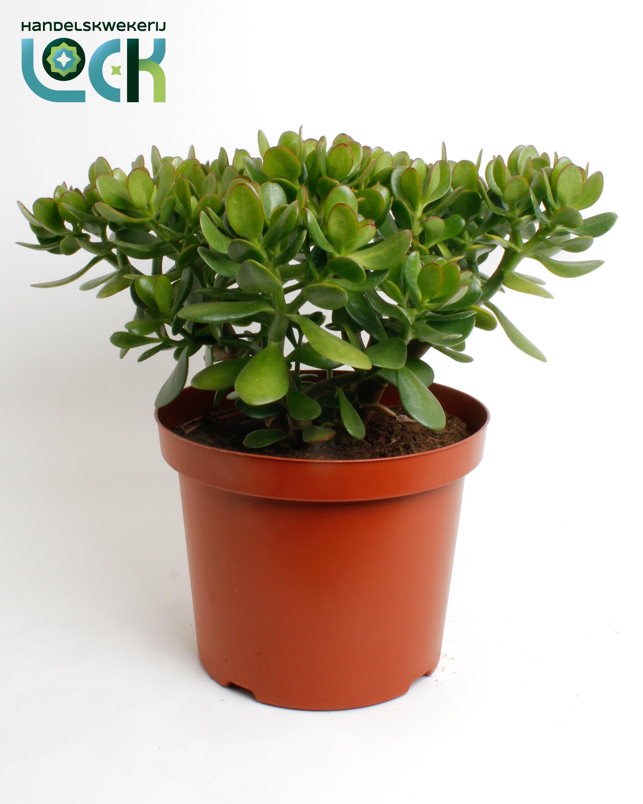 Crass Ovata 29Ø 50cm