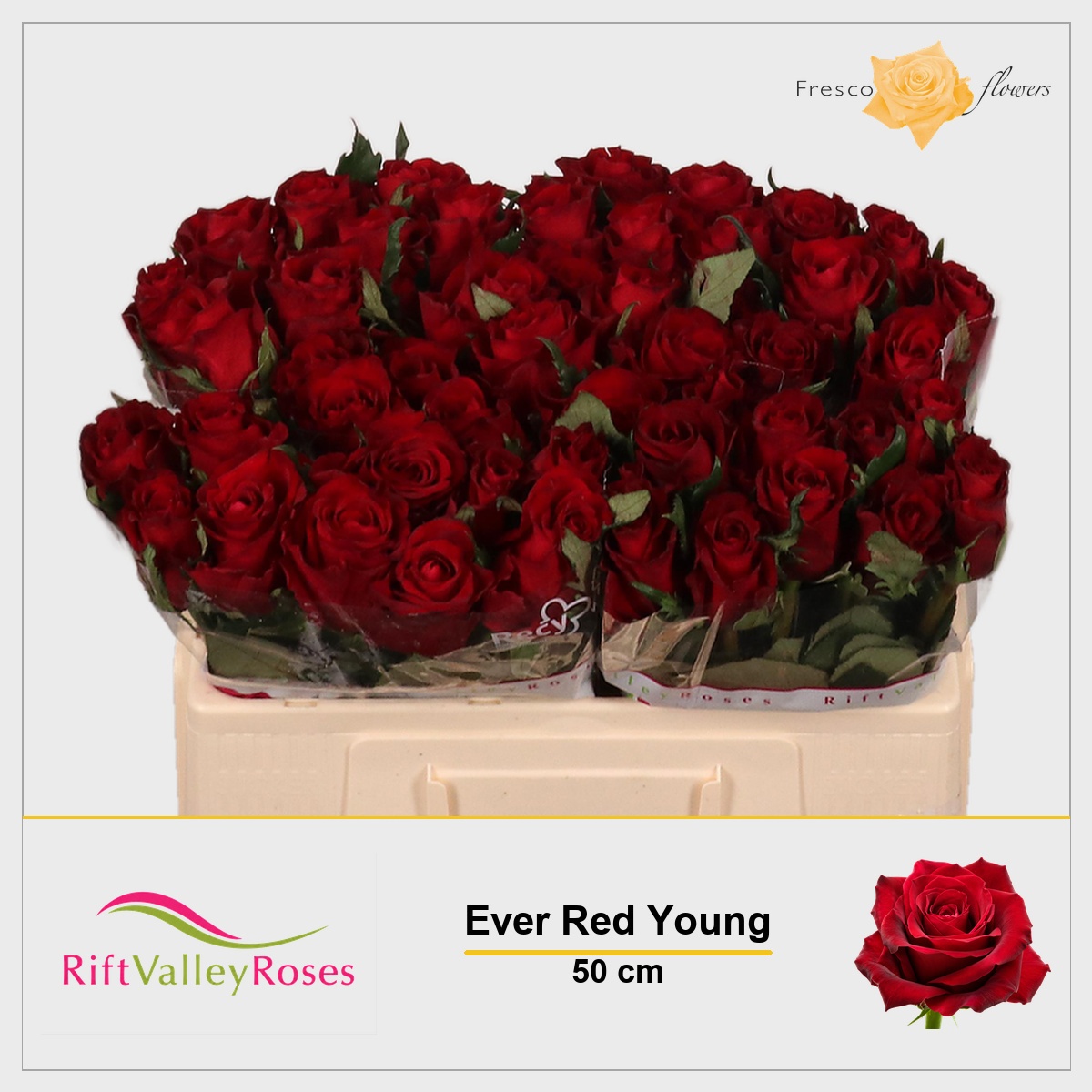 Rosa Ever Red 50cm