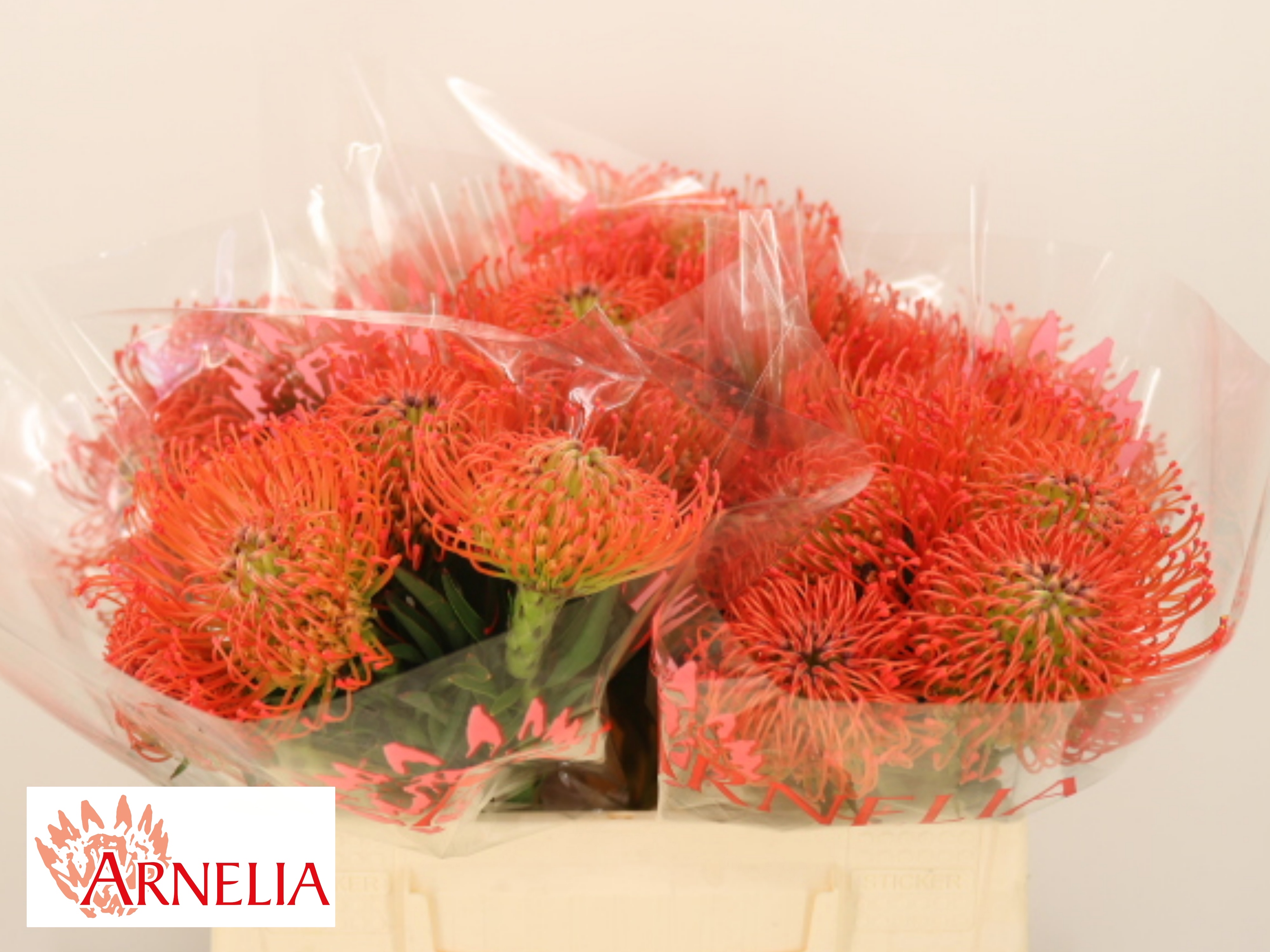Leucospermum Succession 35cm