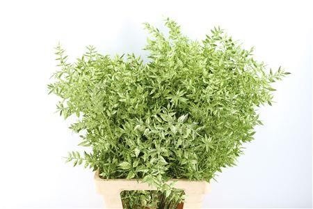 Dried/preserved Flowers Misc 60cm 18gram