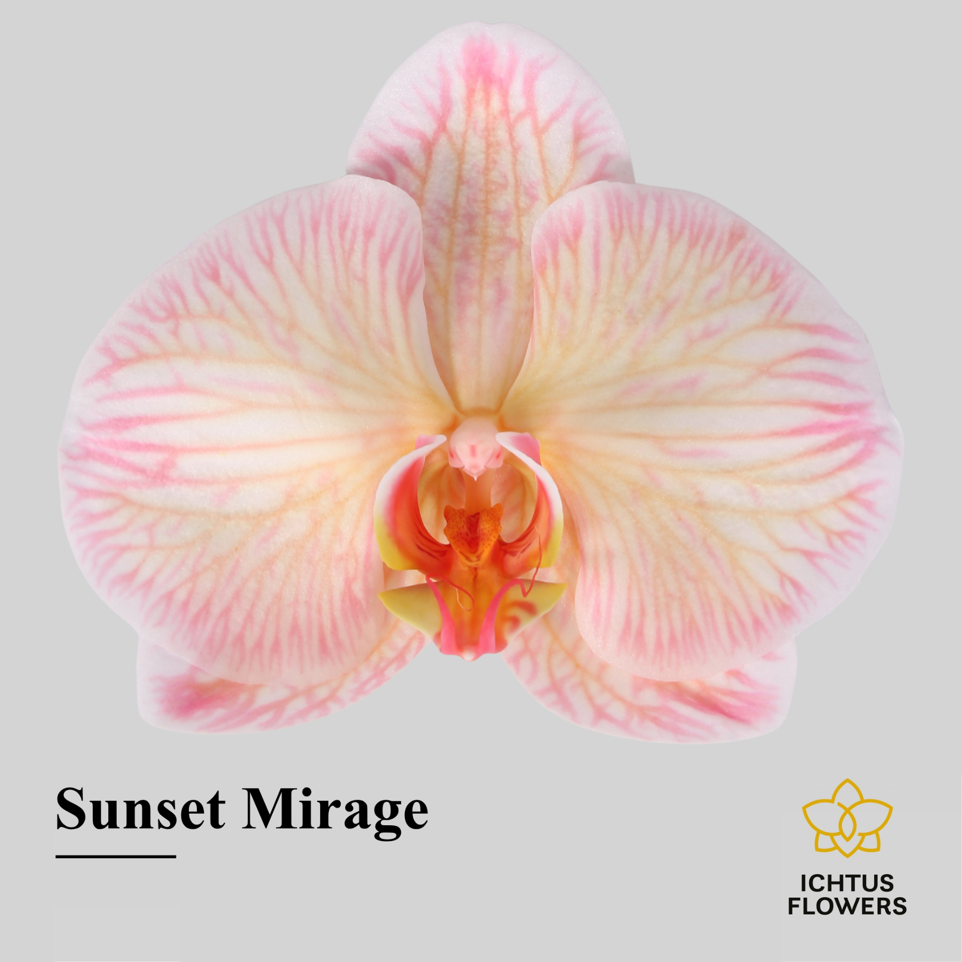 Phal Painted Excl. Sunset Mirage Bloem 25 Bloemen