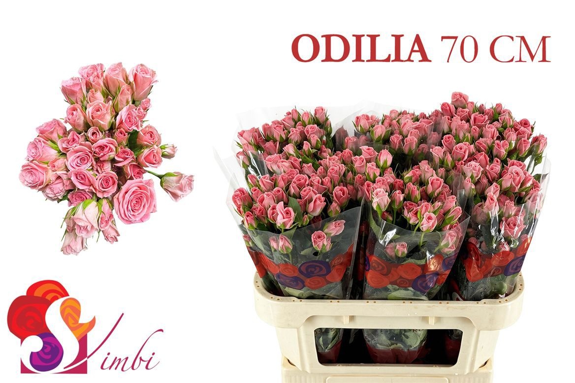 R Tr Odilia