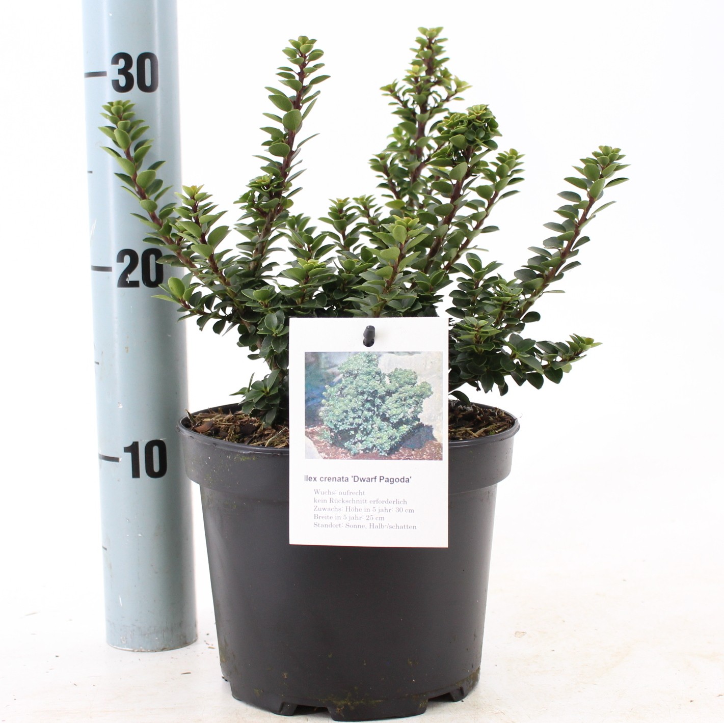 Picture of Ilex cren. Dwarf Pagoda P17 (2 Ltr)