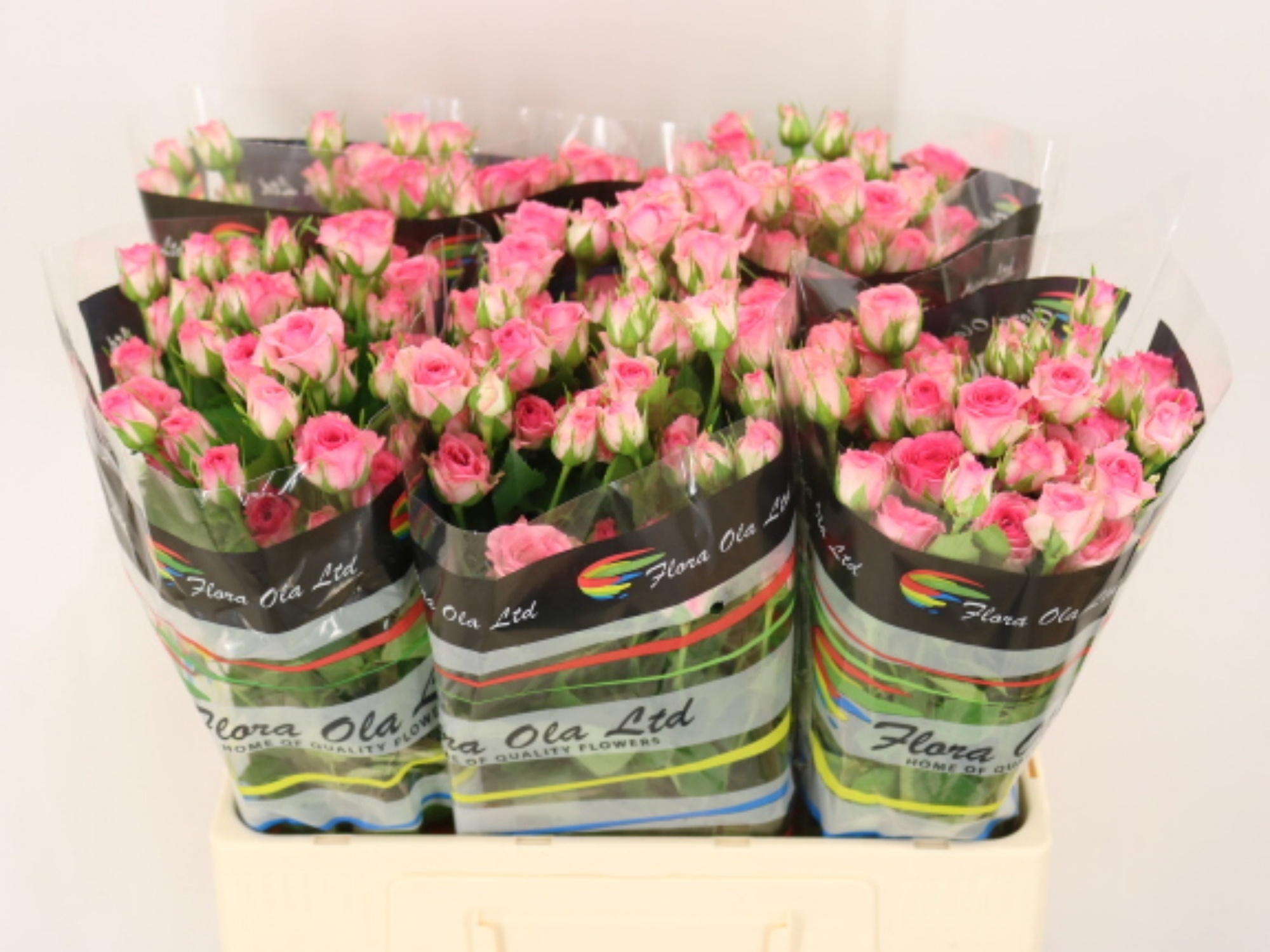 Rosa Spray Tralala 60cm