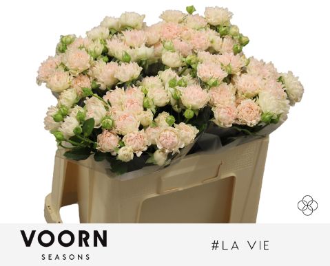 Rosa Spr # La Vie 50cm