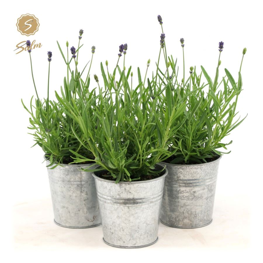 Picture of Lavandula ang. 'Felice'® Collection P10,5 in Zinc Old-Look