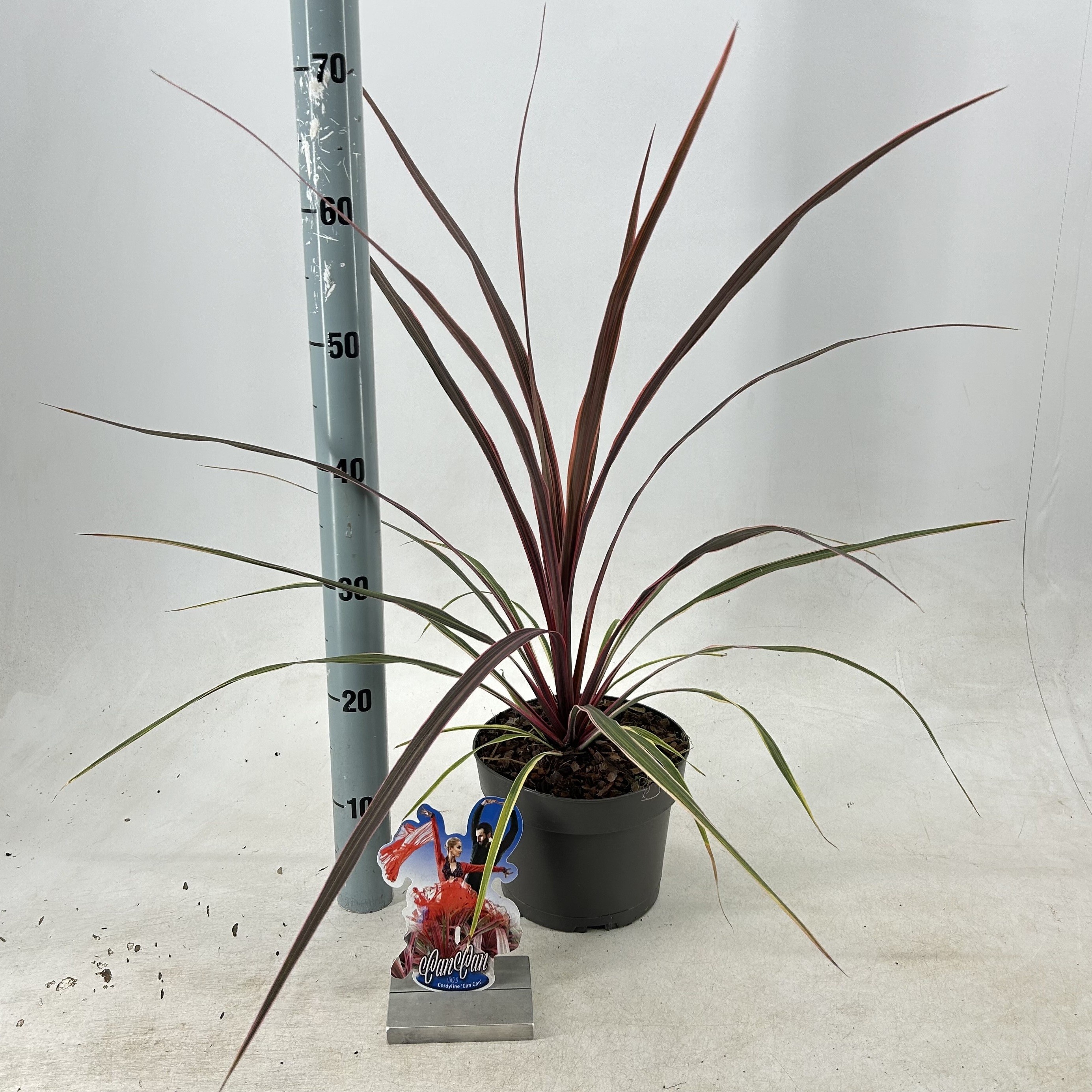 Picture of Cordyline australis Can Can P19 40CM (LOOSE)