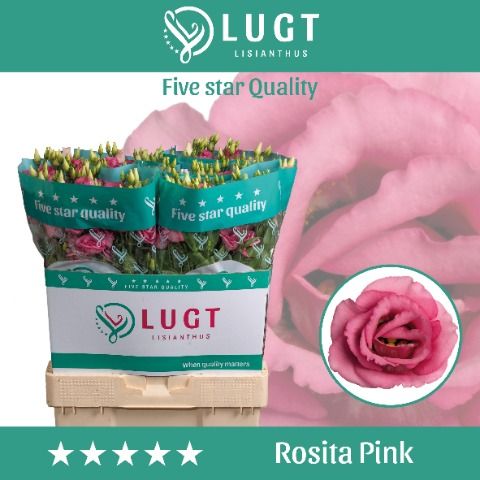 Eus G Rosi Rose Pink
