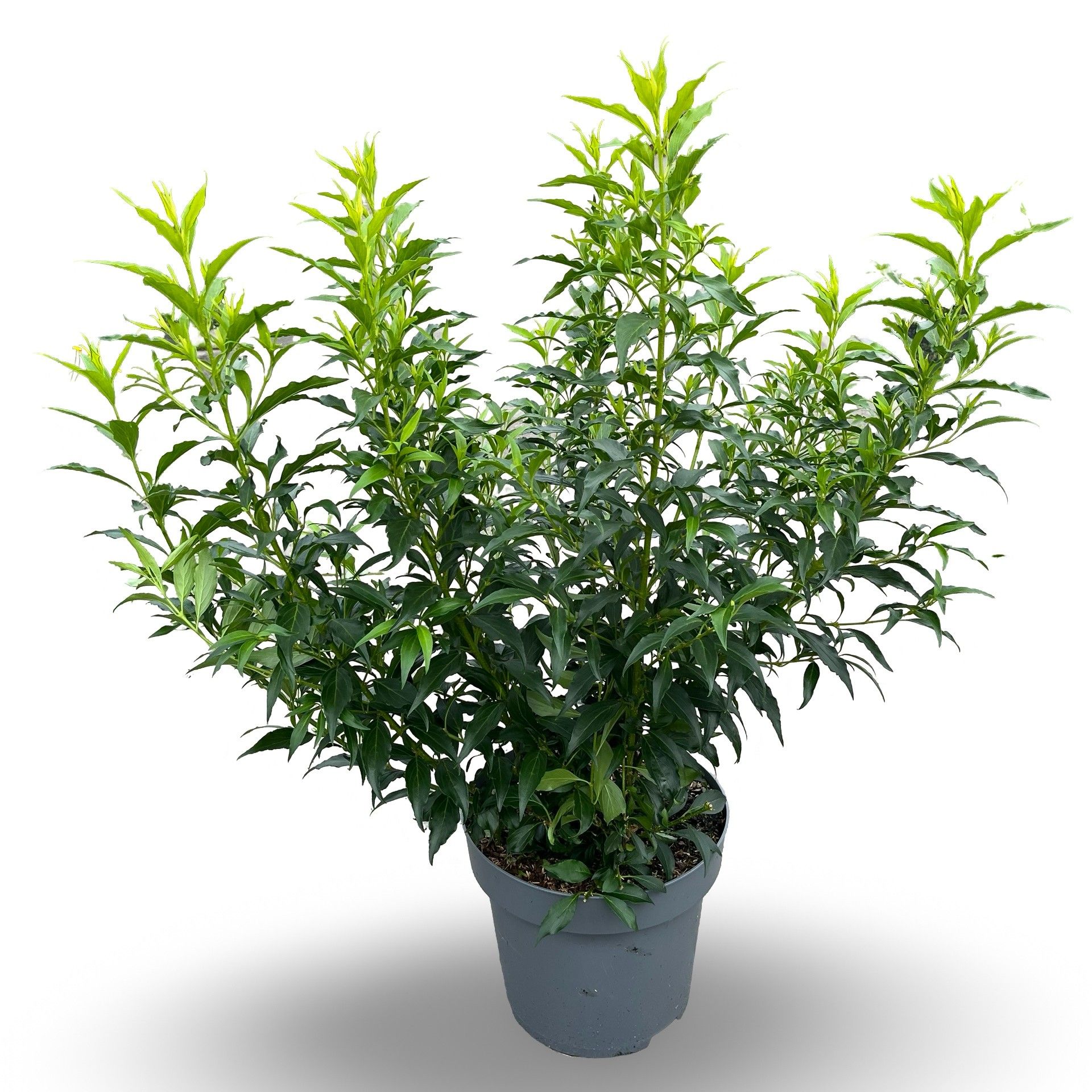 Forsythia intermedia Mikador ('Minfor6')