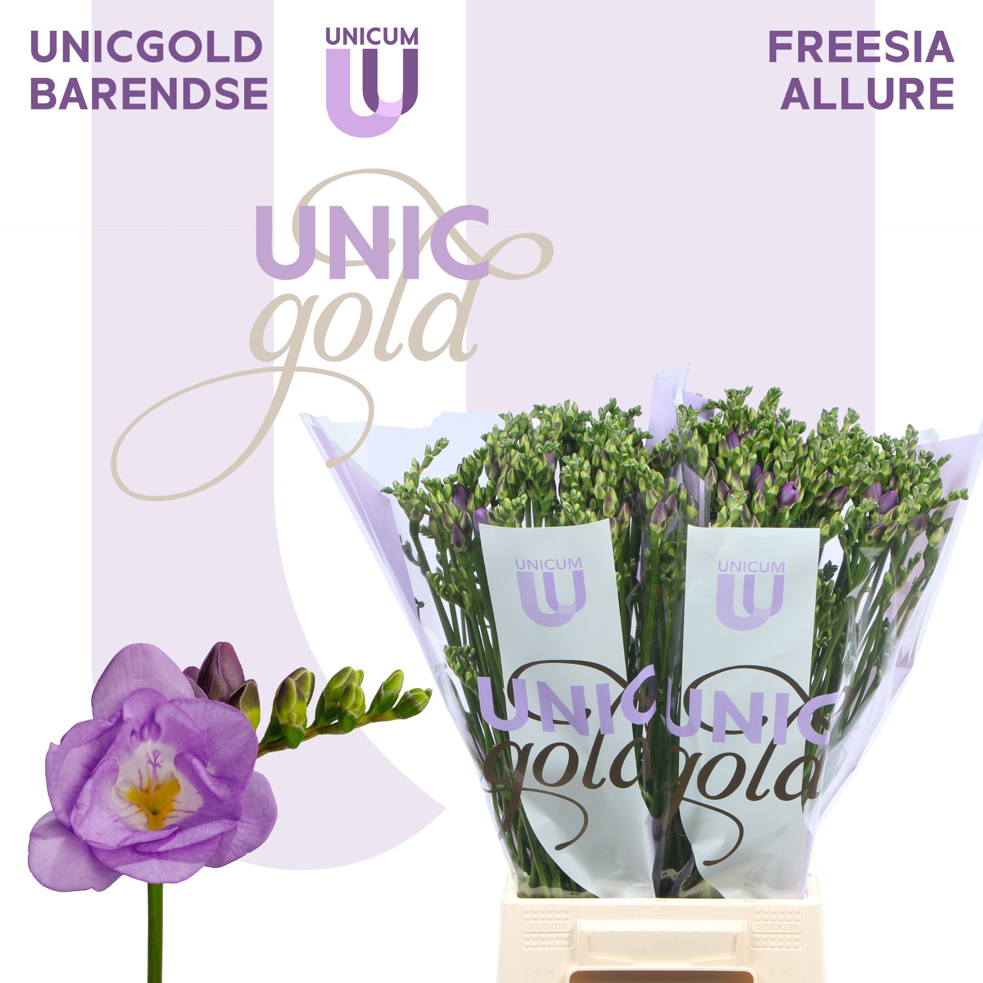 Ug Barendse - Allure