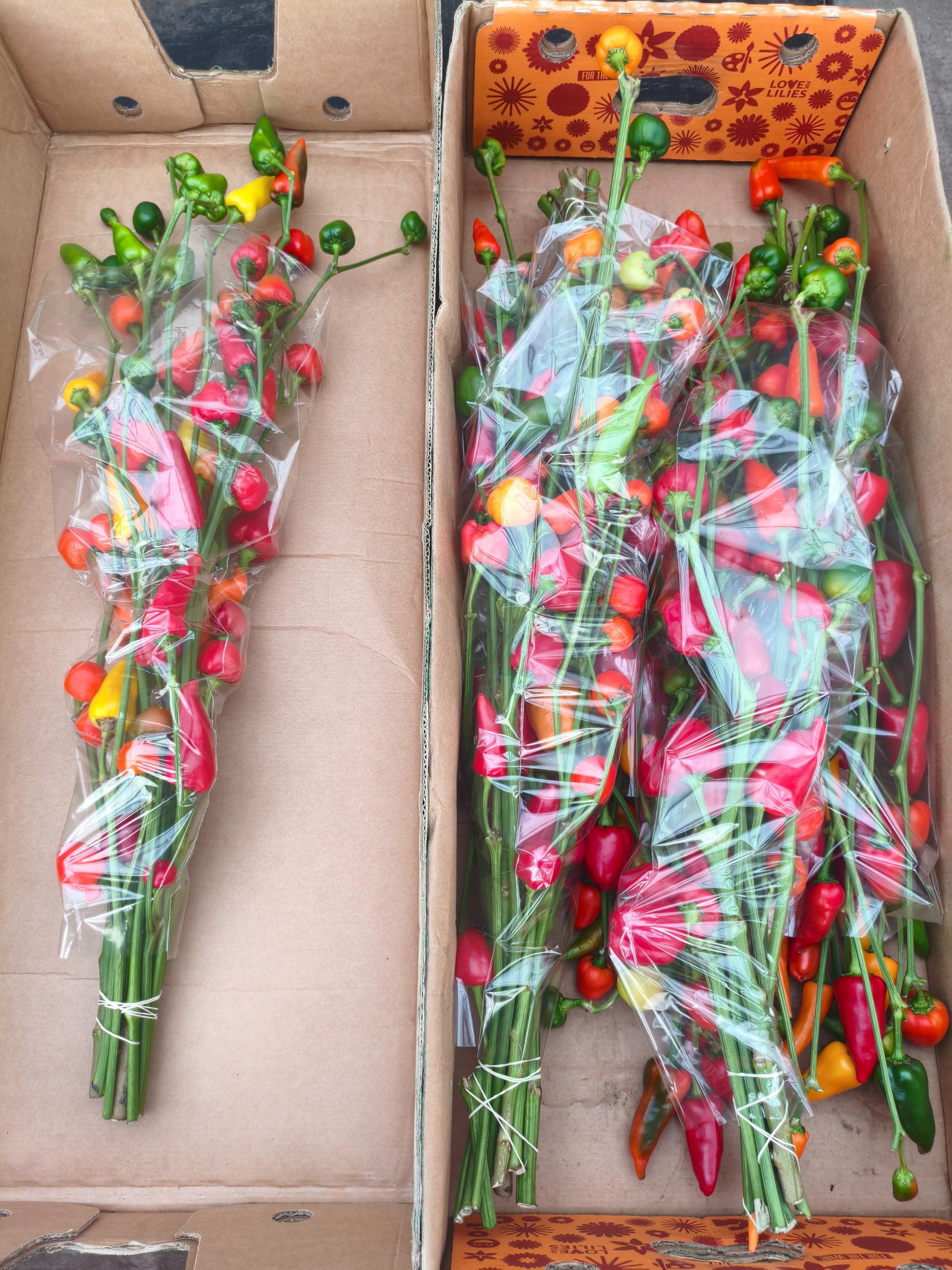 Peppers Per Stem 90cm