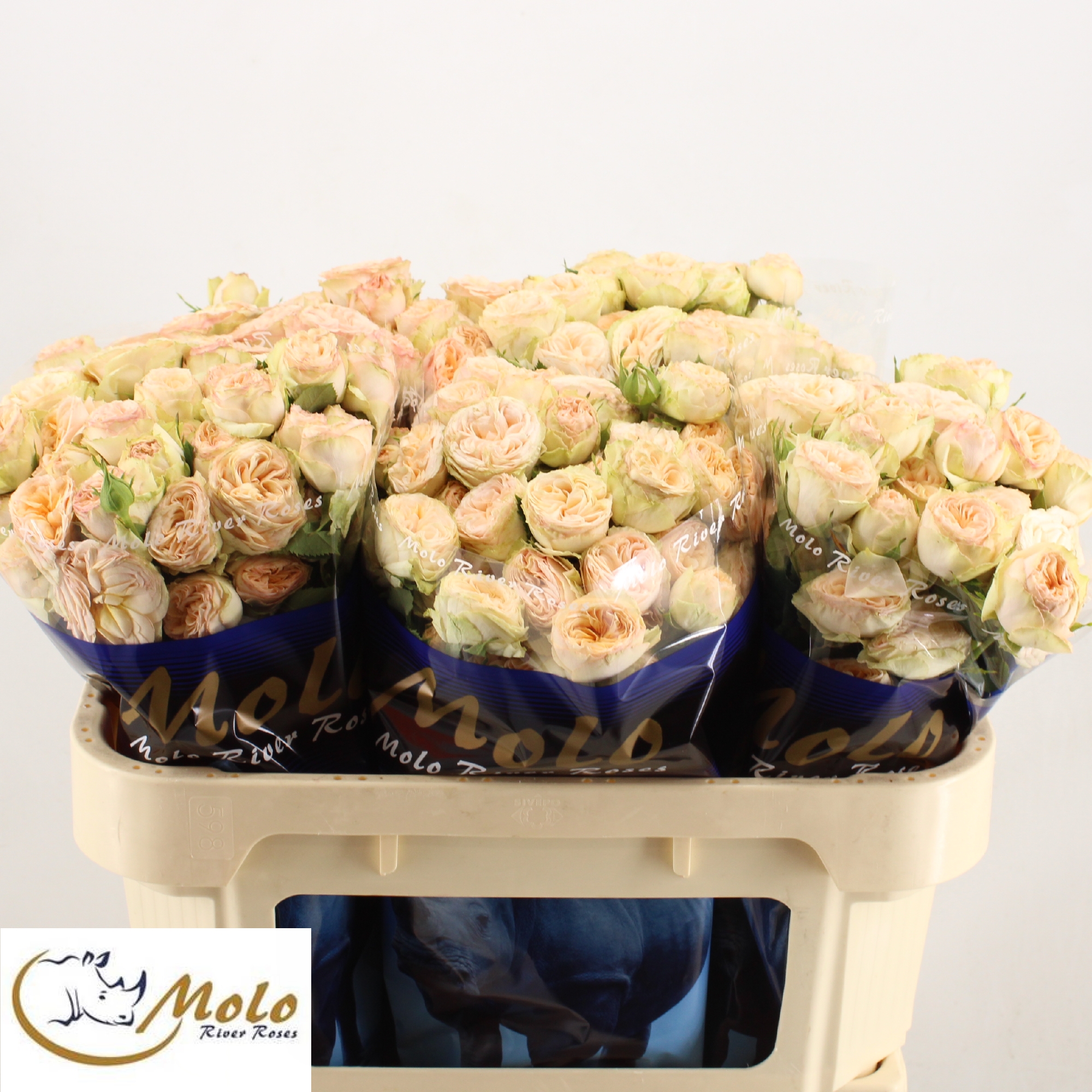 Rosa Spray Gen Trendsetter 70cm
