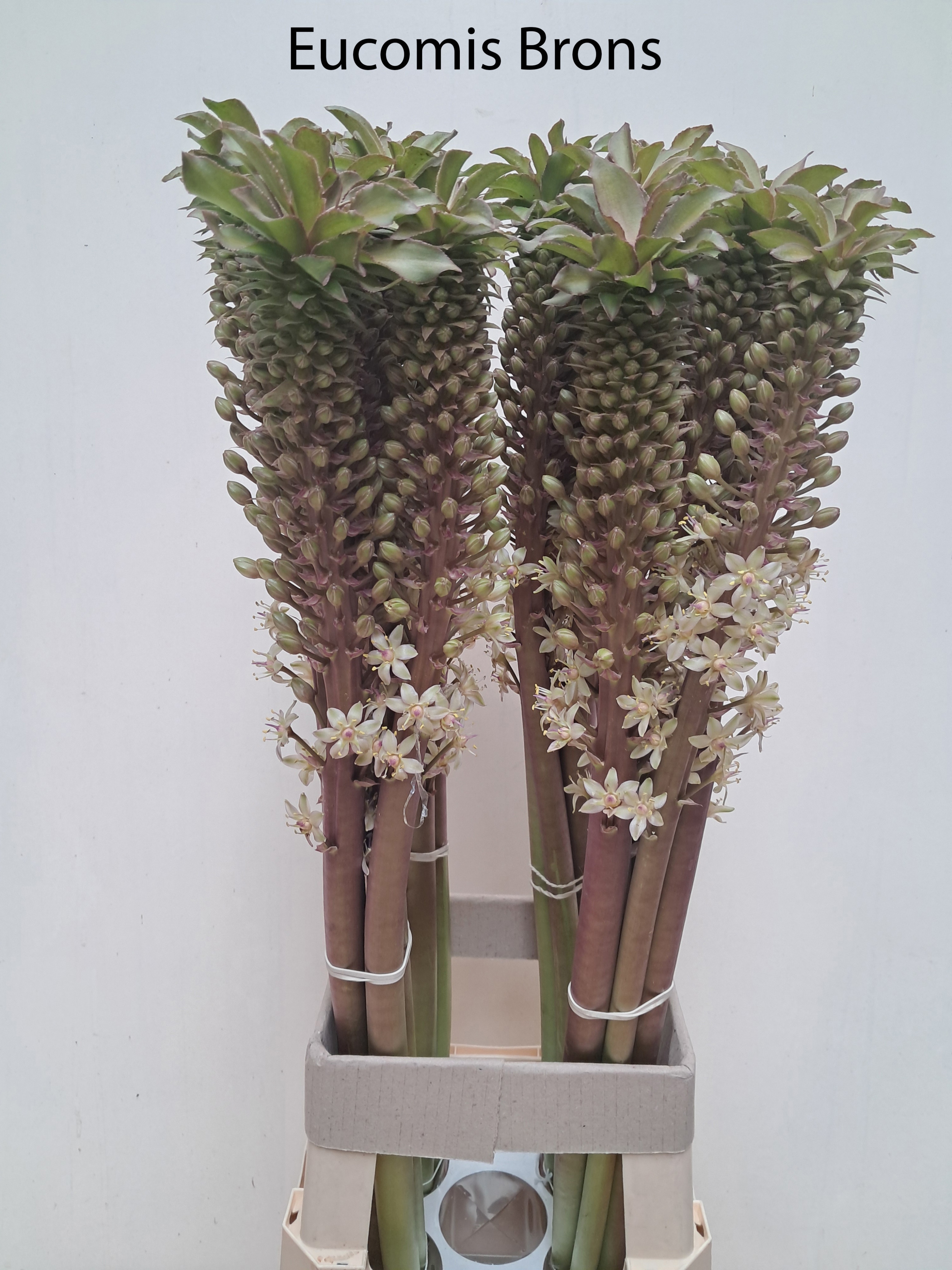 Eucomis Ov