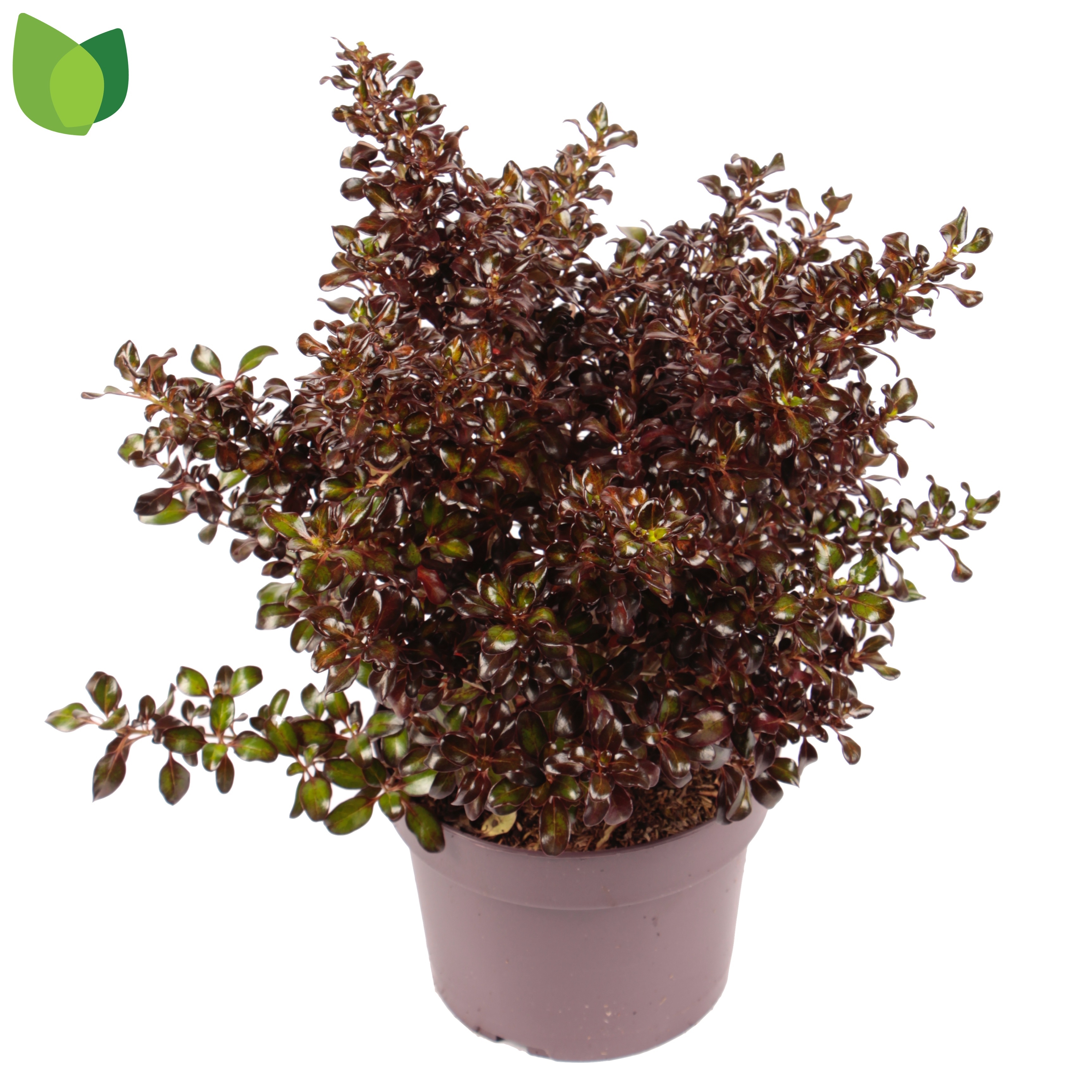 Picture of Coprosma City Knights P19 35CM