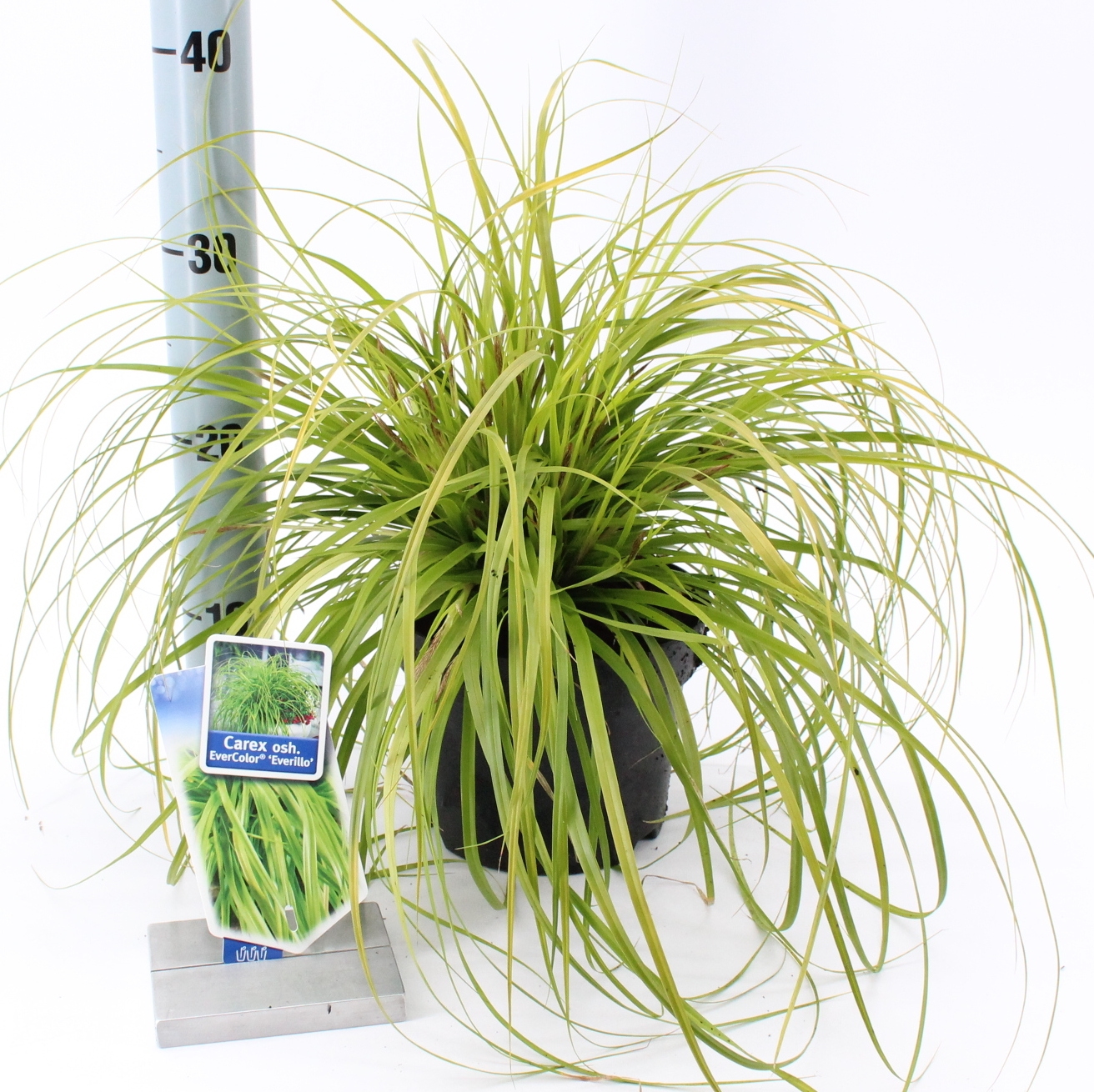 Picture of Carex oshimensis EverColor® 'Everillo' PBR