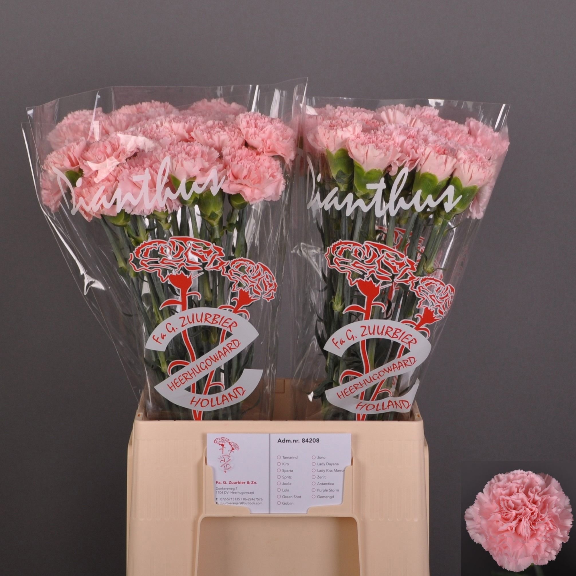 Dianthus St Jodie 60cm