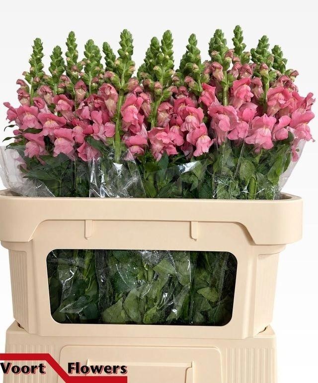 Antirrhinum Avignon Rose 70cm