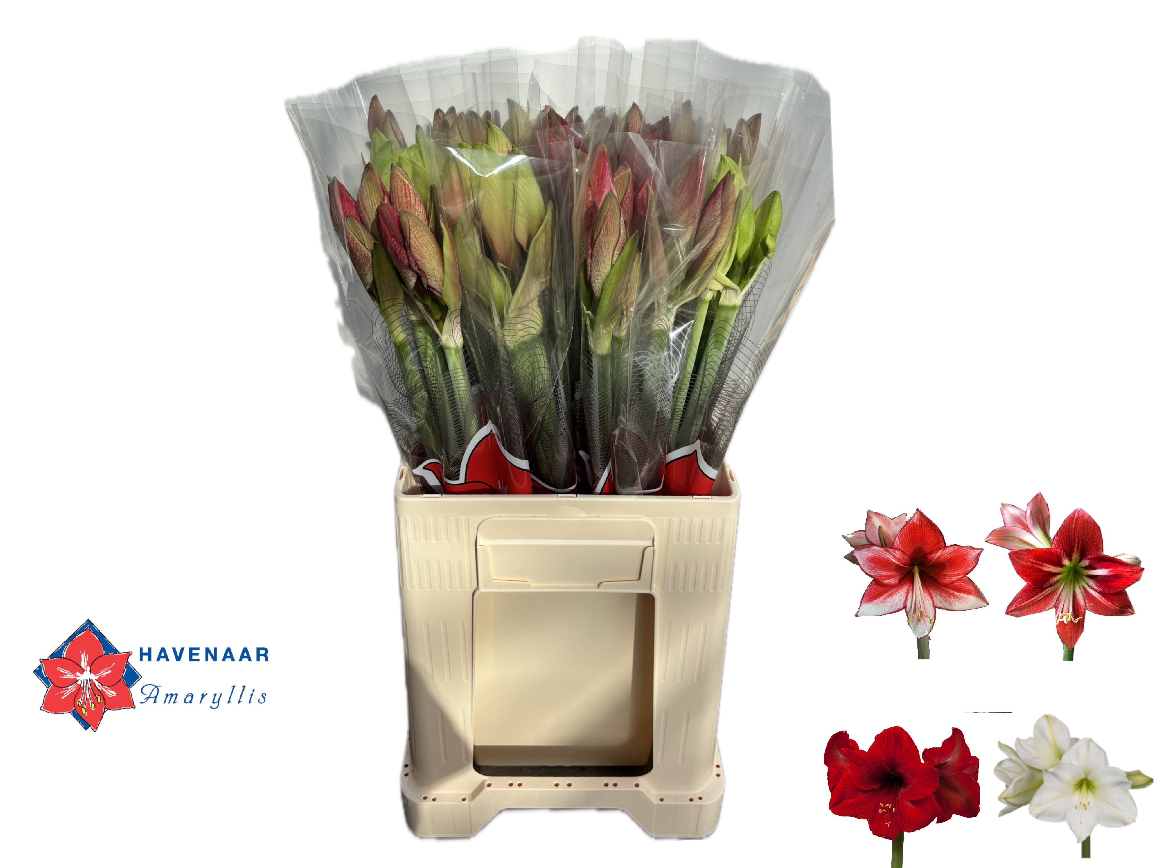 Hippeastrum Mixed 2/4bl