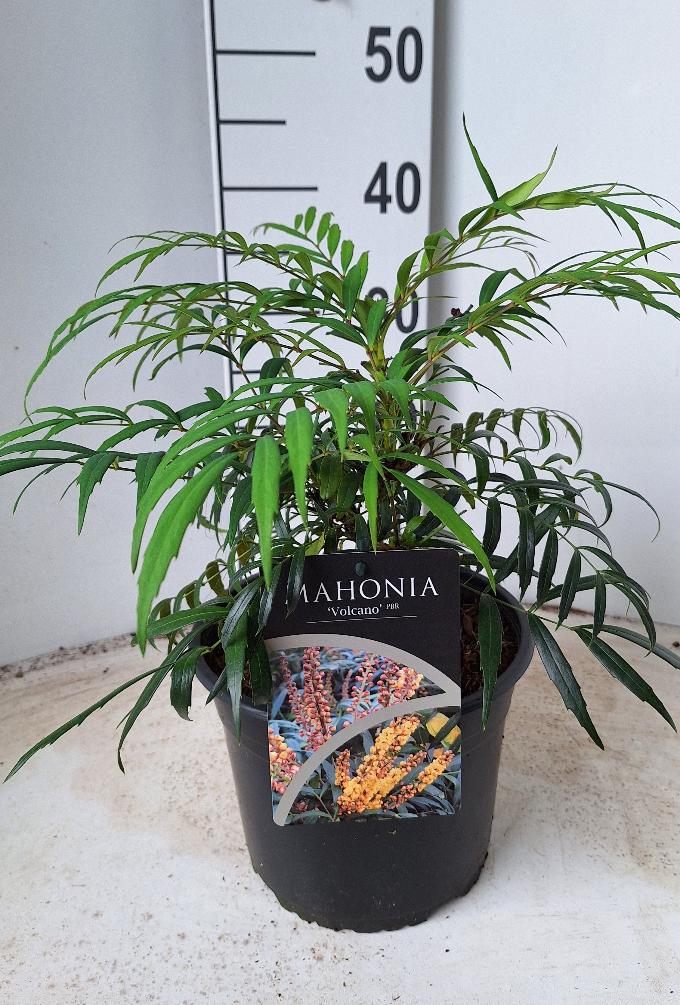 Picture of Mahonia Volcano P21 (4 Ltr) (LOOSE)