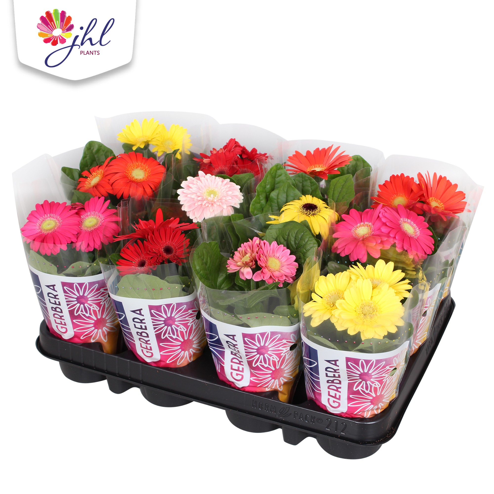 Picture of Gerbera in varieties in sleeve P9 20CM