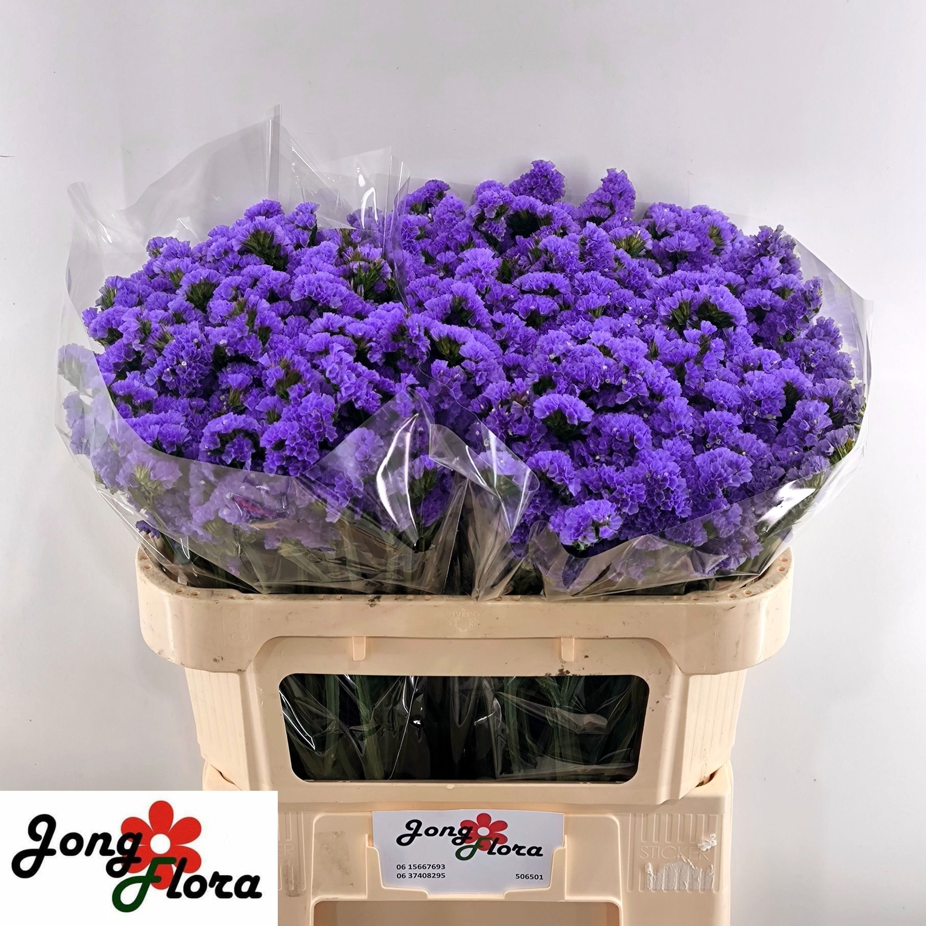 Limonium St Pippa Wings 70cm 45gram