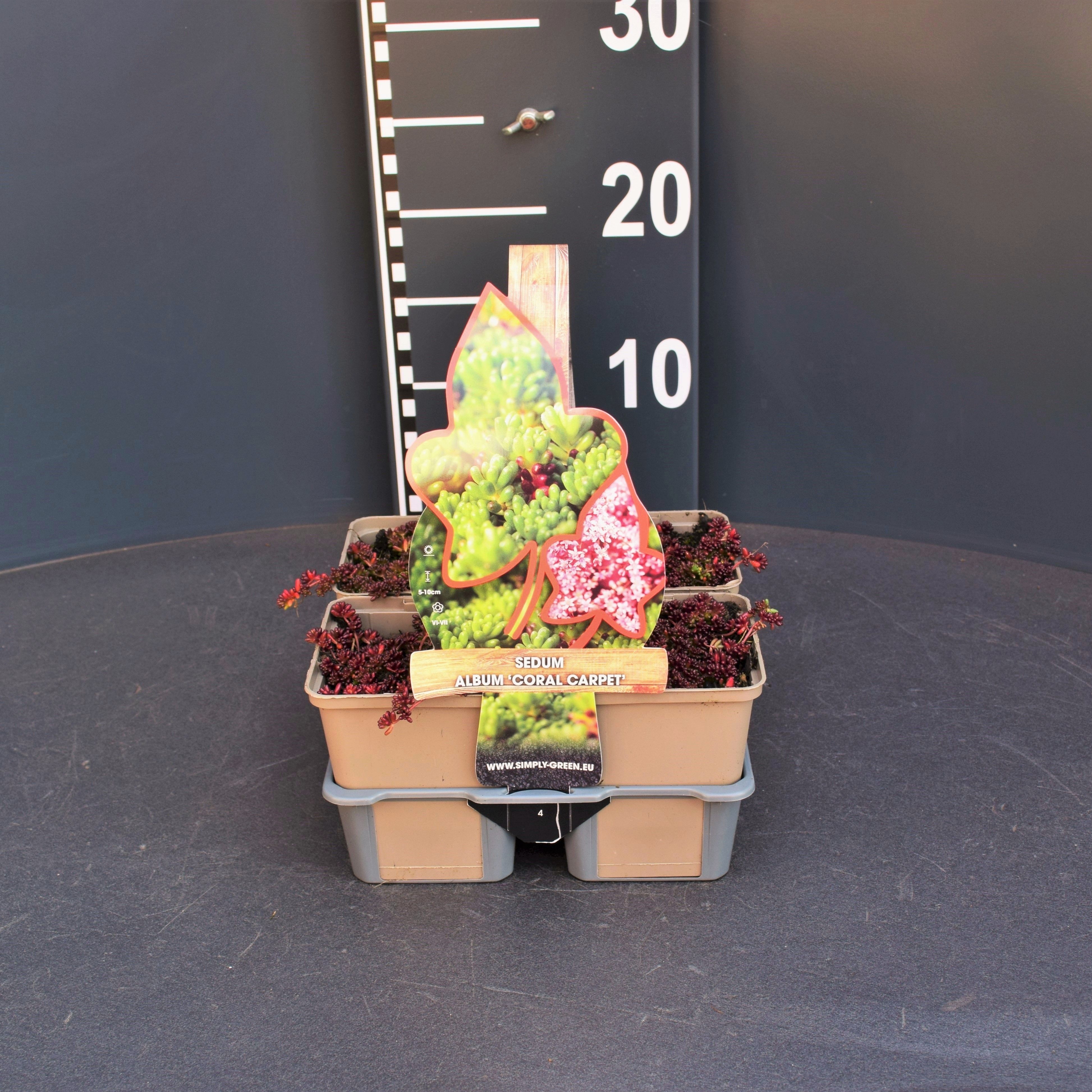 Sedum album 'Coral Carpet' 4 pack