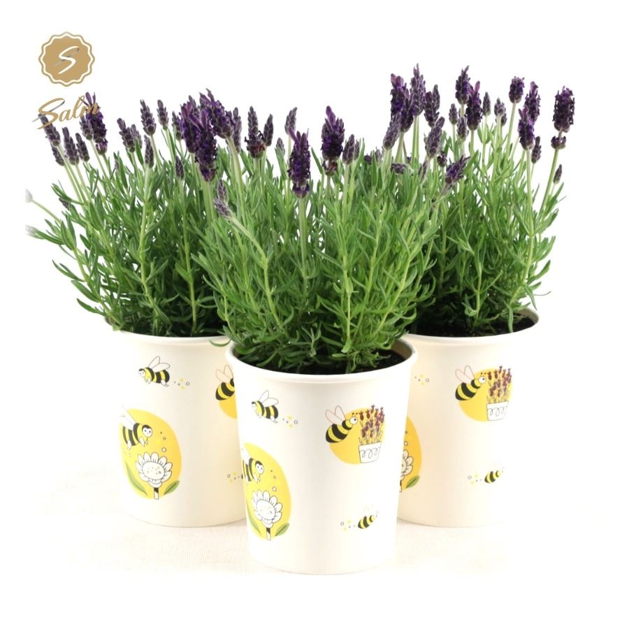 Picture of Lavandula st. 'Anouk'® Collection P12 in Cup Bee