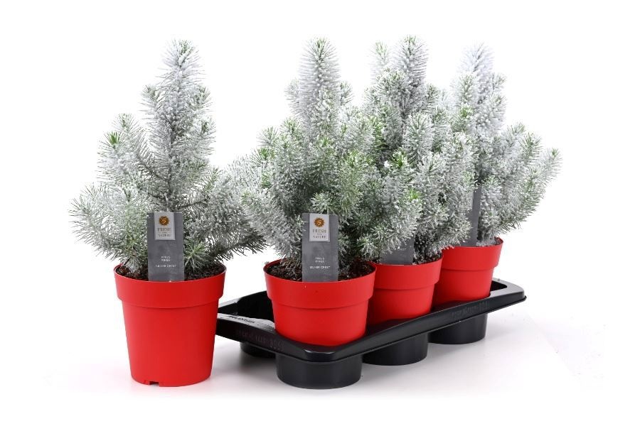 Pinus Silver Crest 17P 45H