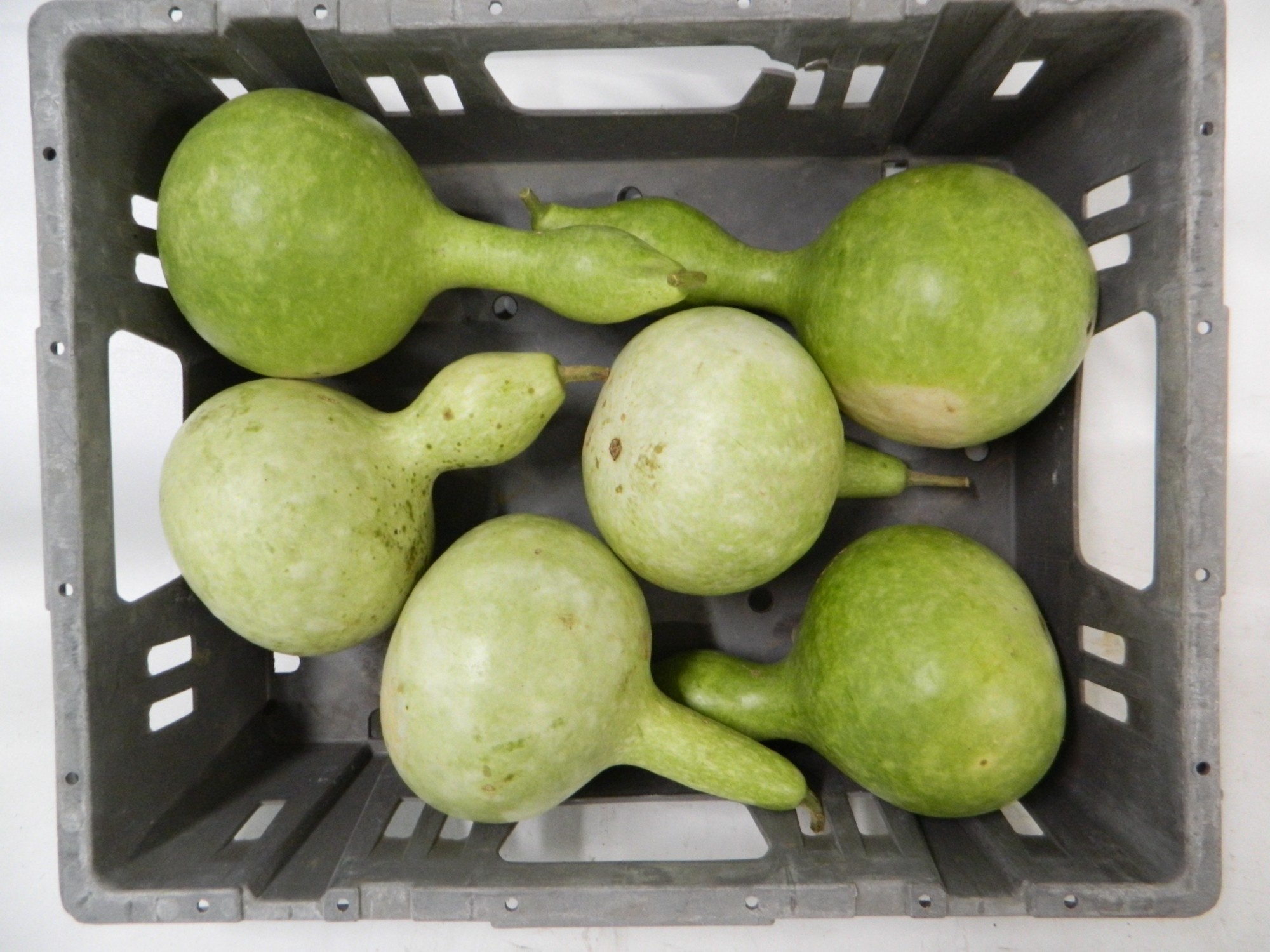 Cucurbita (kalebas)