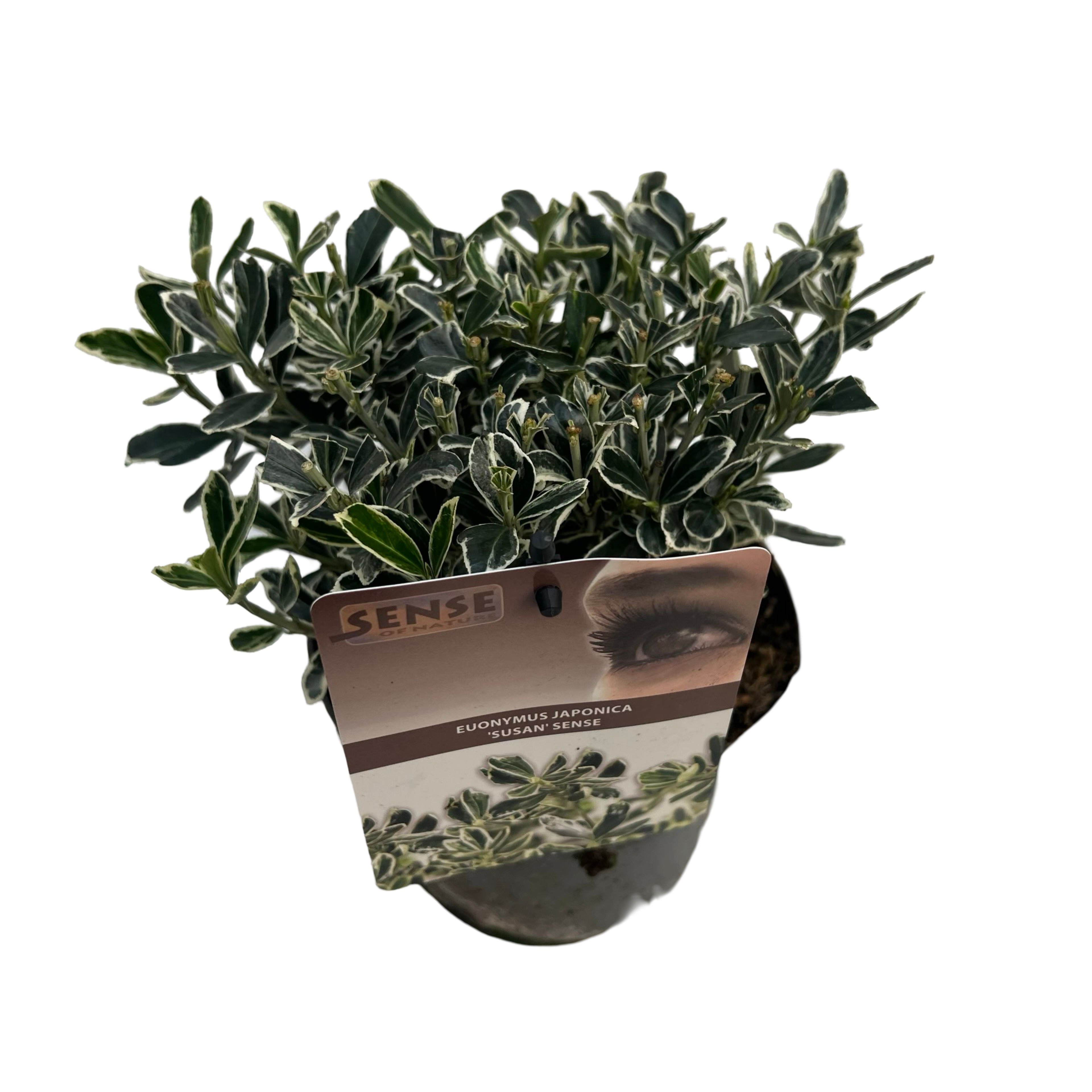 Picture of Euonymus jap. Susan P17 (2 Ltr) (LOOSE)