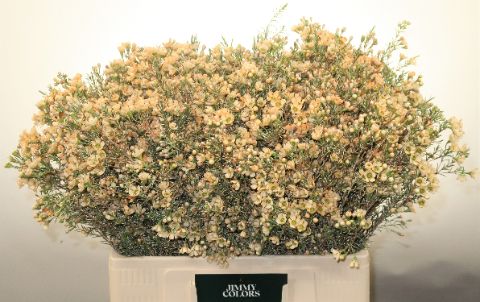 Waxflower L60 Salmon