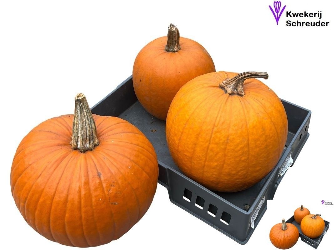 Cuc Halloween