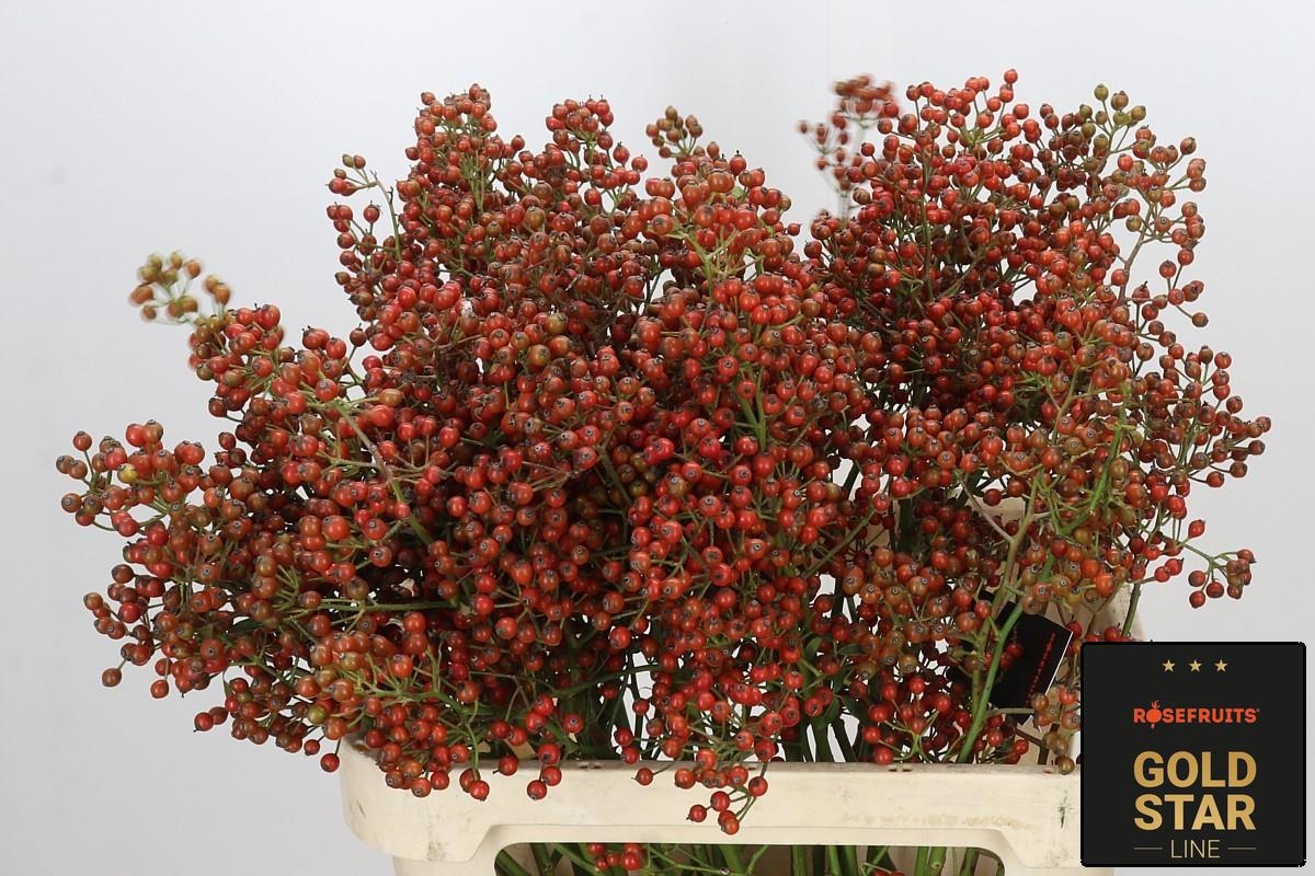 Rosa Aut Rosefruits 80cm