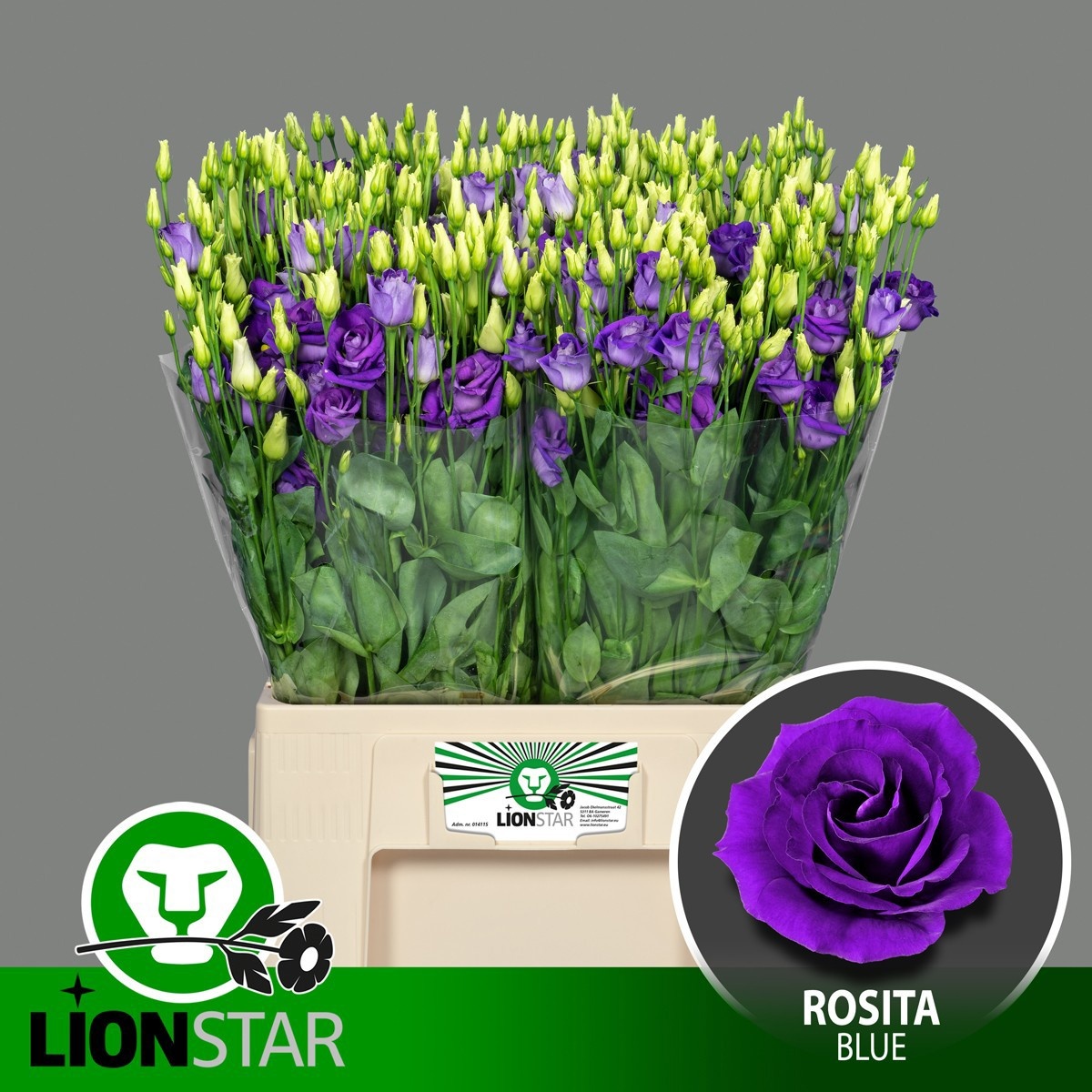 Lisianthus Double Rosita Blue 60cm