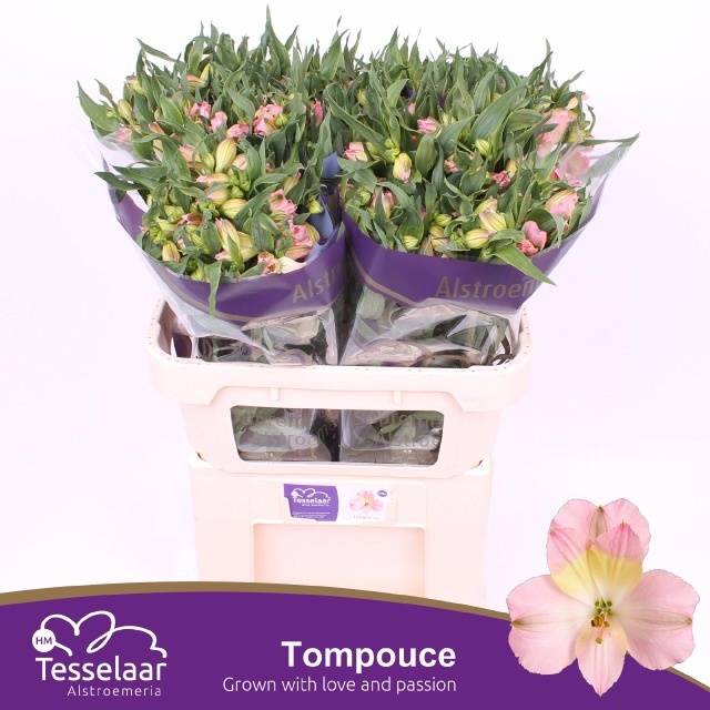 Alstr Tompouce
