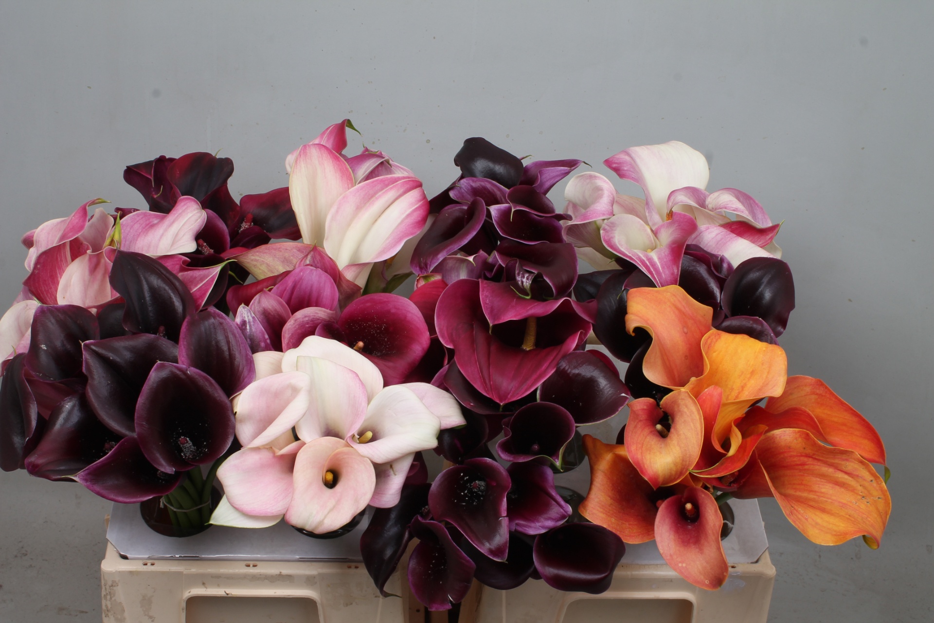 Calla Assorted 40cm