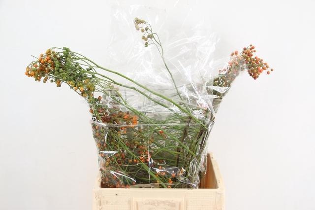 Rosa Corallo 50L.cm 13bloei