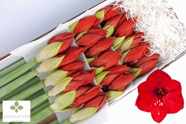 Hippeastrum Red Lion 4bl