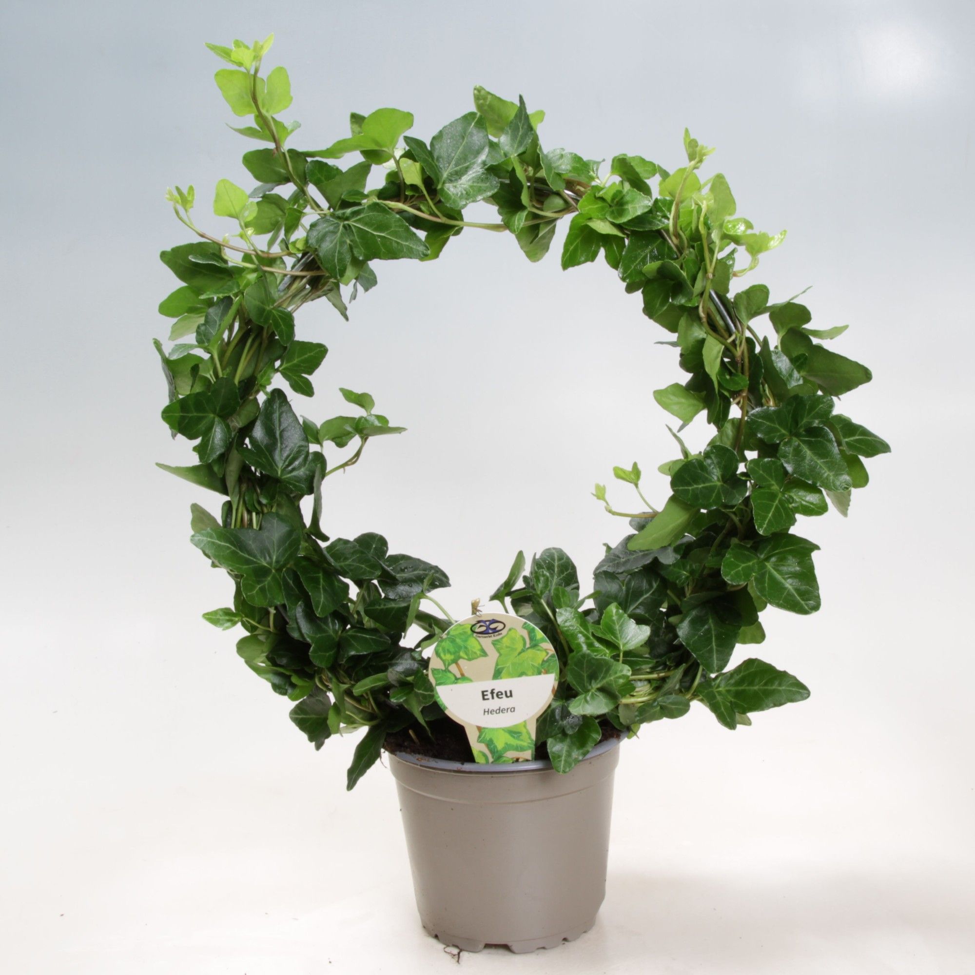 Hedera helix mixed 3 varietys | Hamiplant