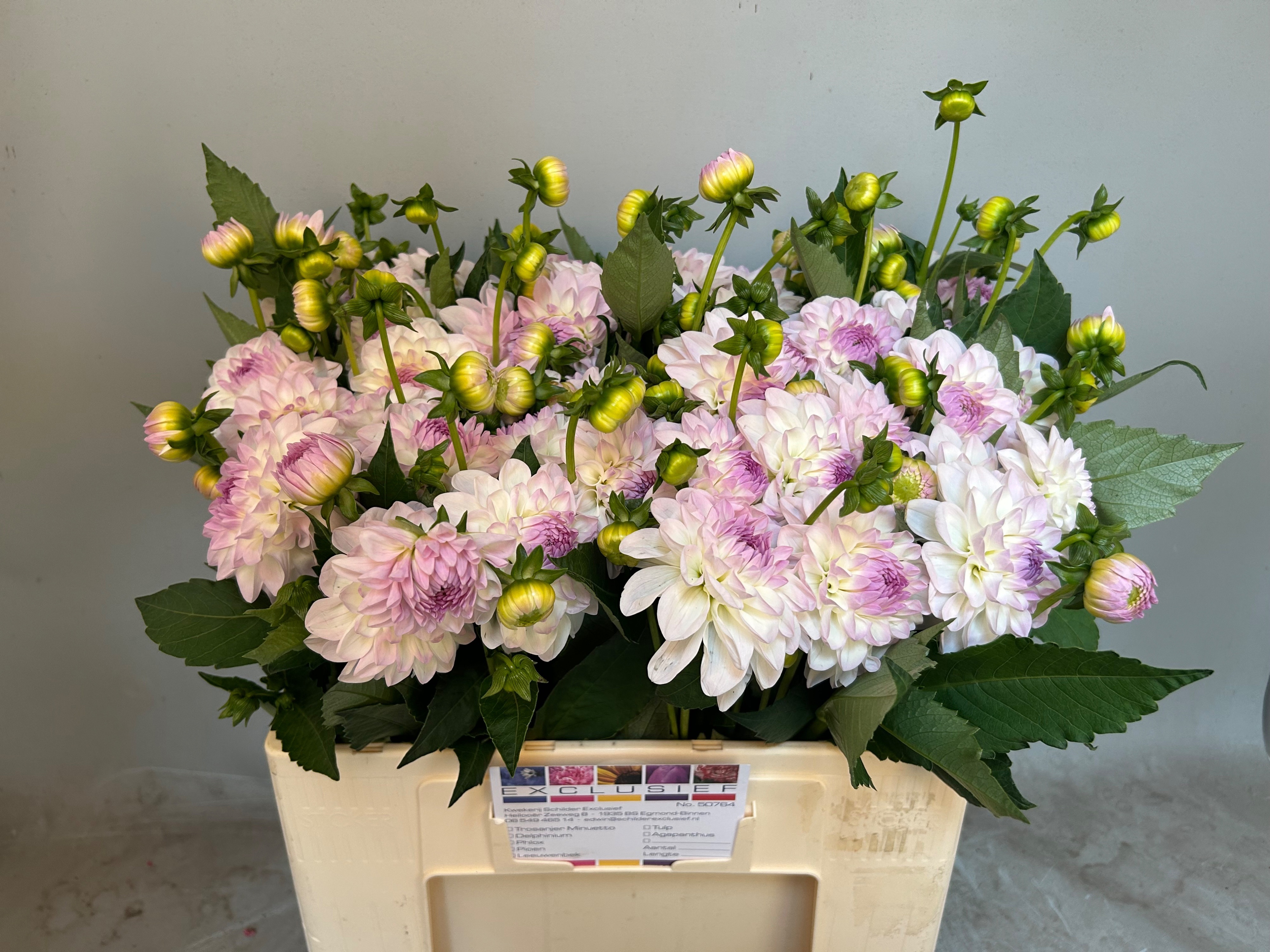 Dahlia Eveline 50cm