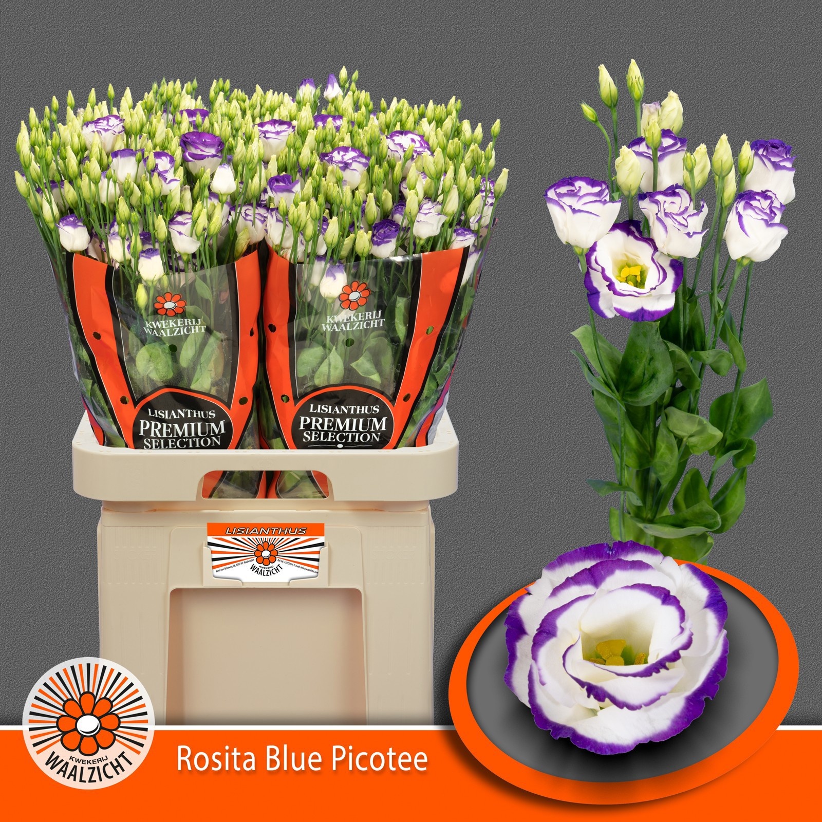 Lisianthus Double Rosi Blue Picotee 70cm