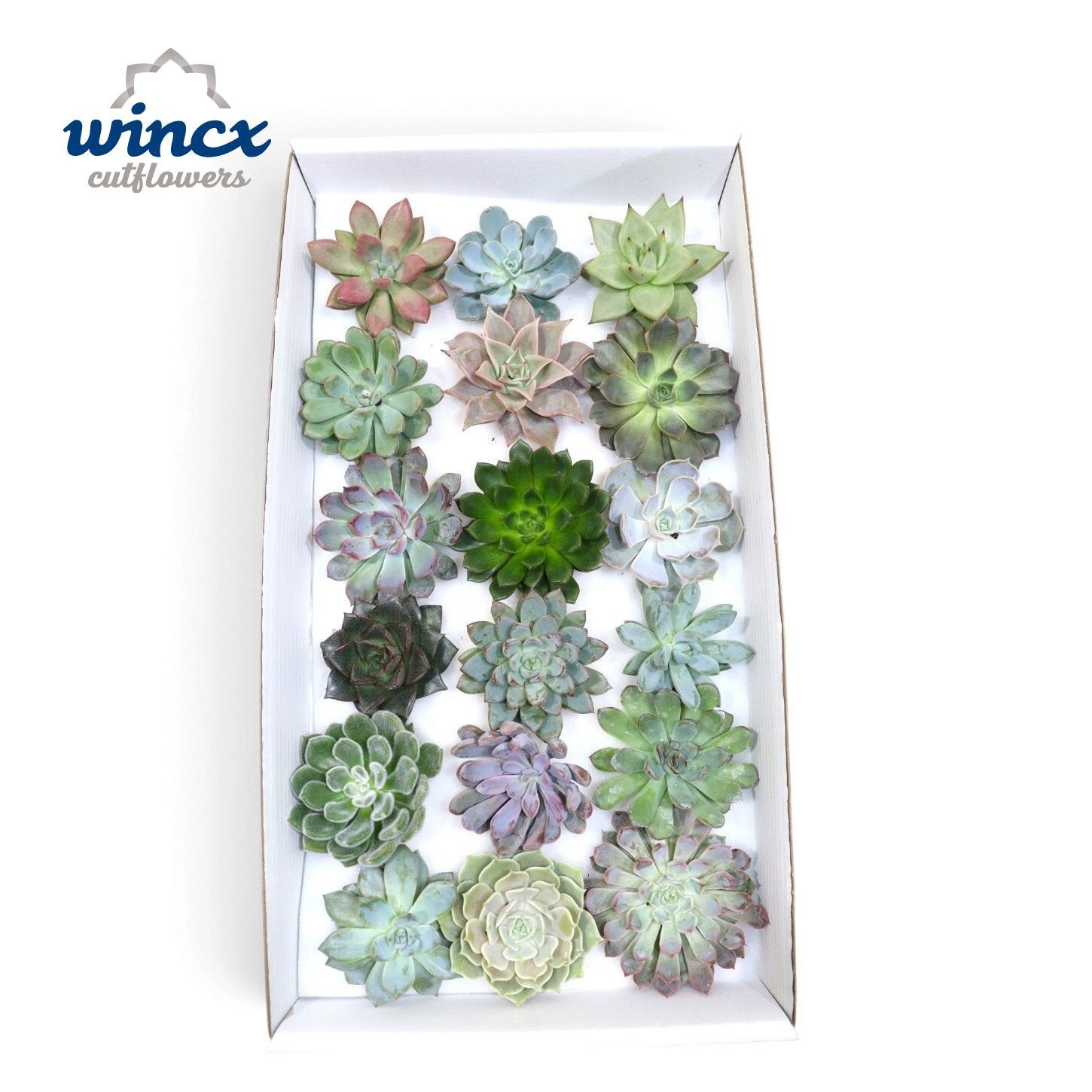 Echeveria Mix (wincx) Cutfl (18spc.)
