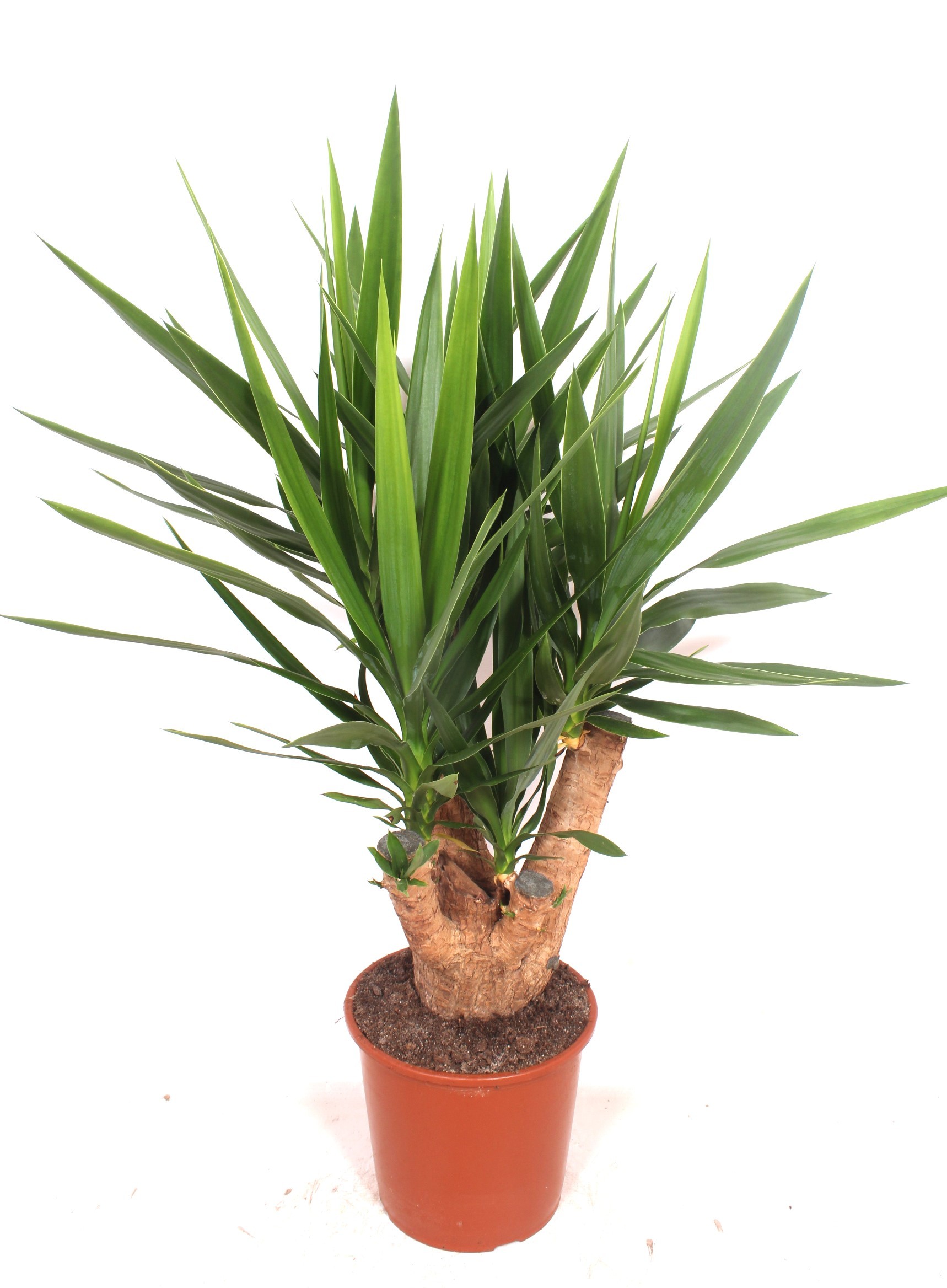 Yucca elephantipes 3+ armen