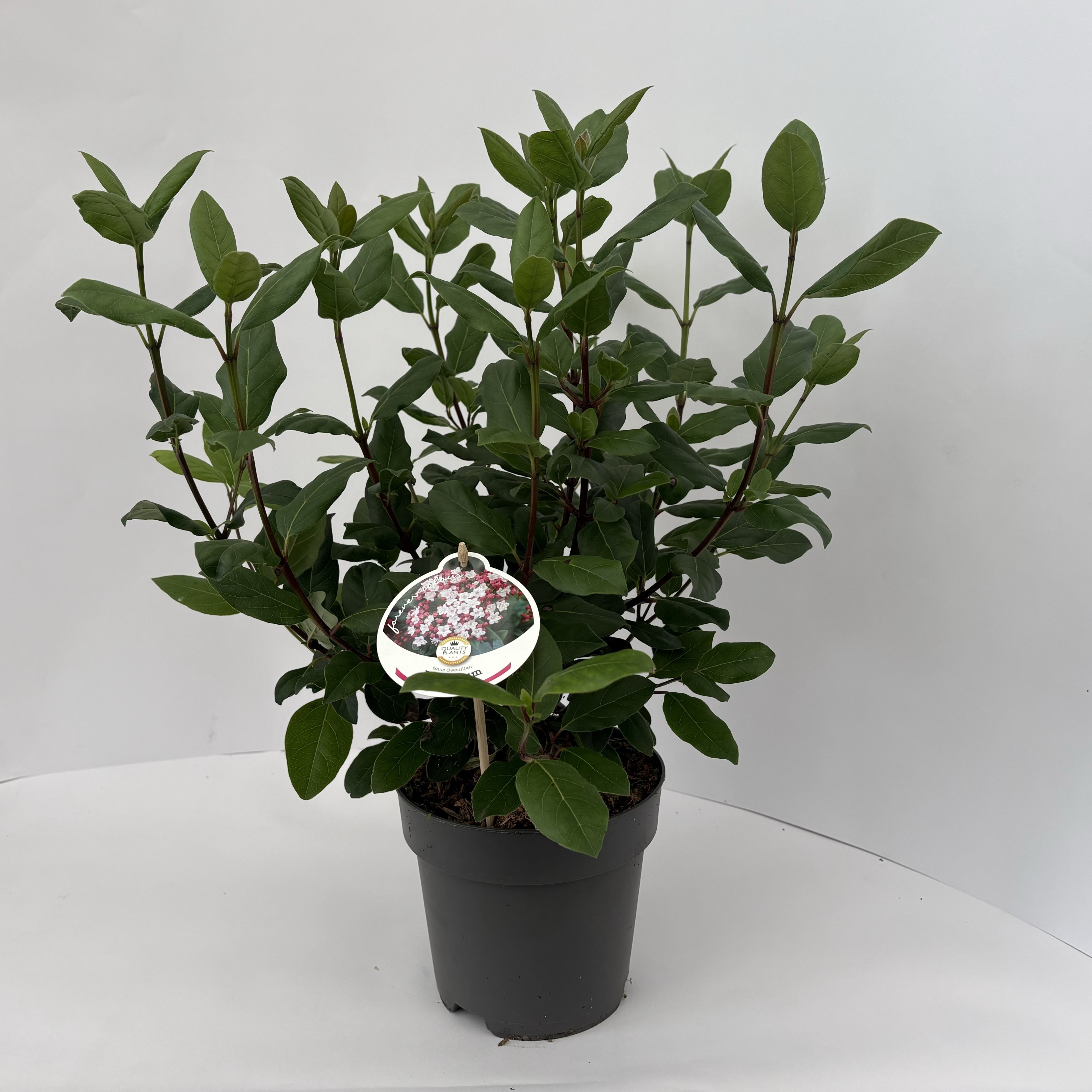 Picture of Viburnum tinus P17 (2 Ltr)