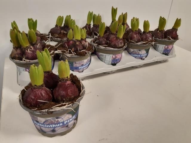 Hyacinth Fondant